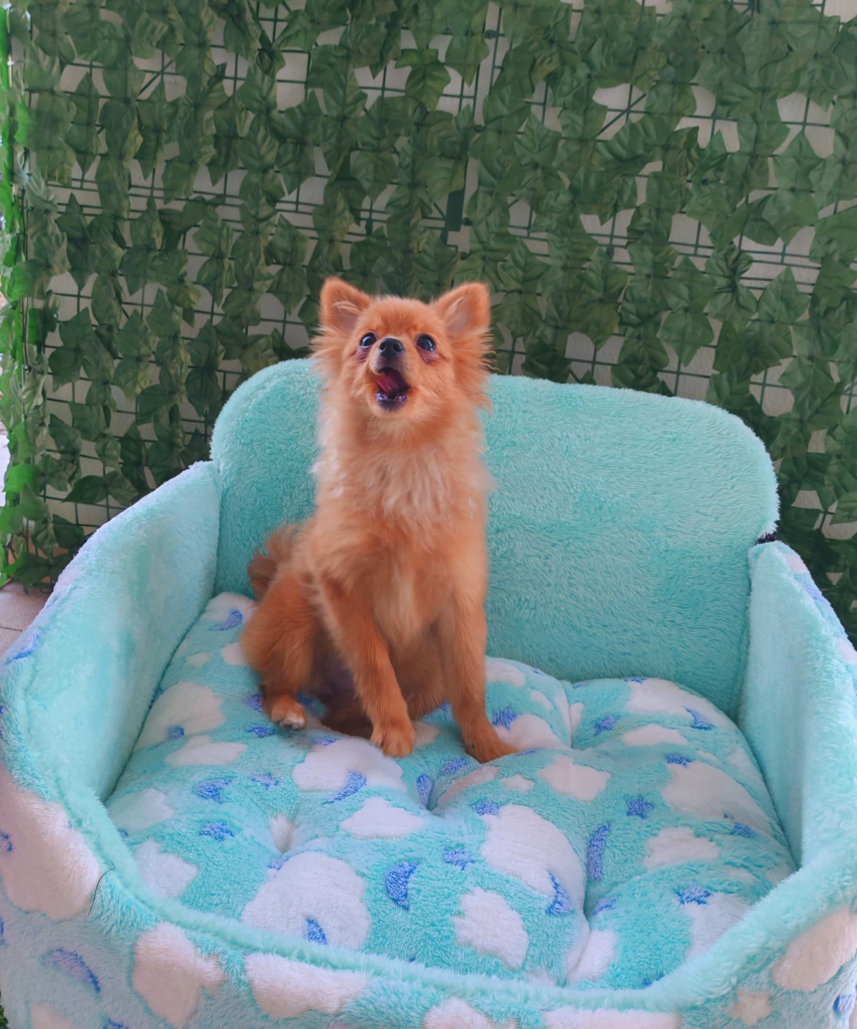 Pomeranian