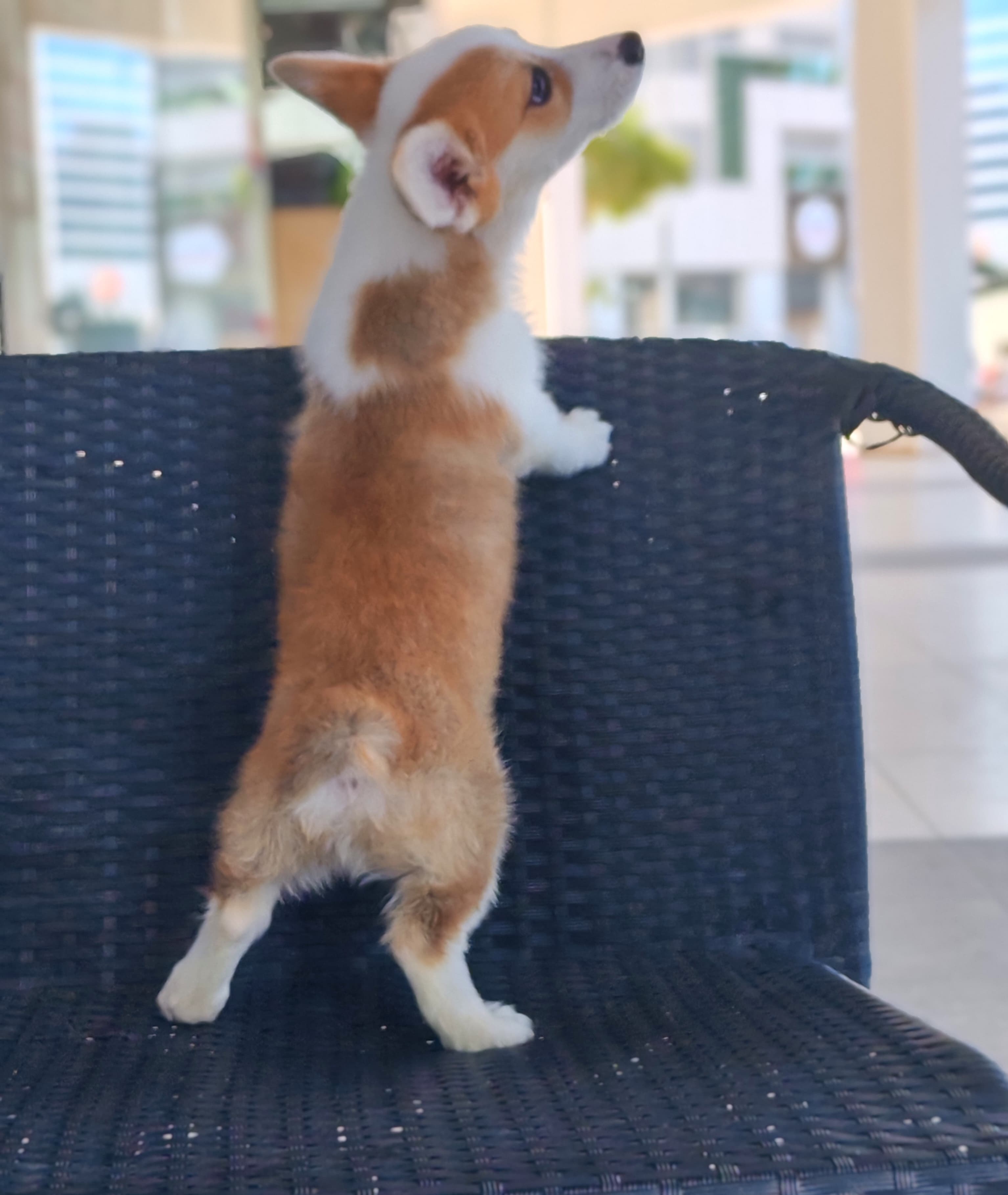 Corgi - Image 1