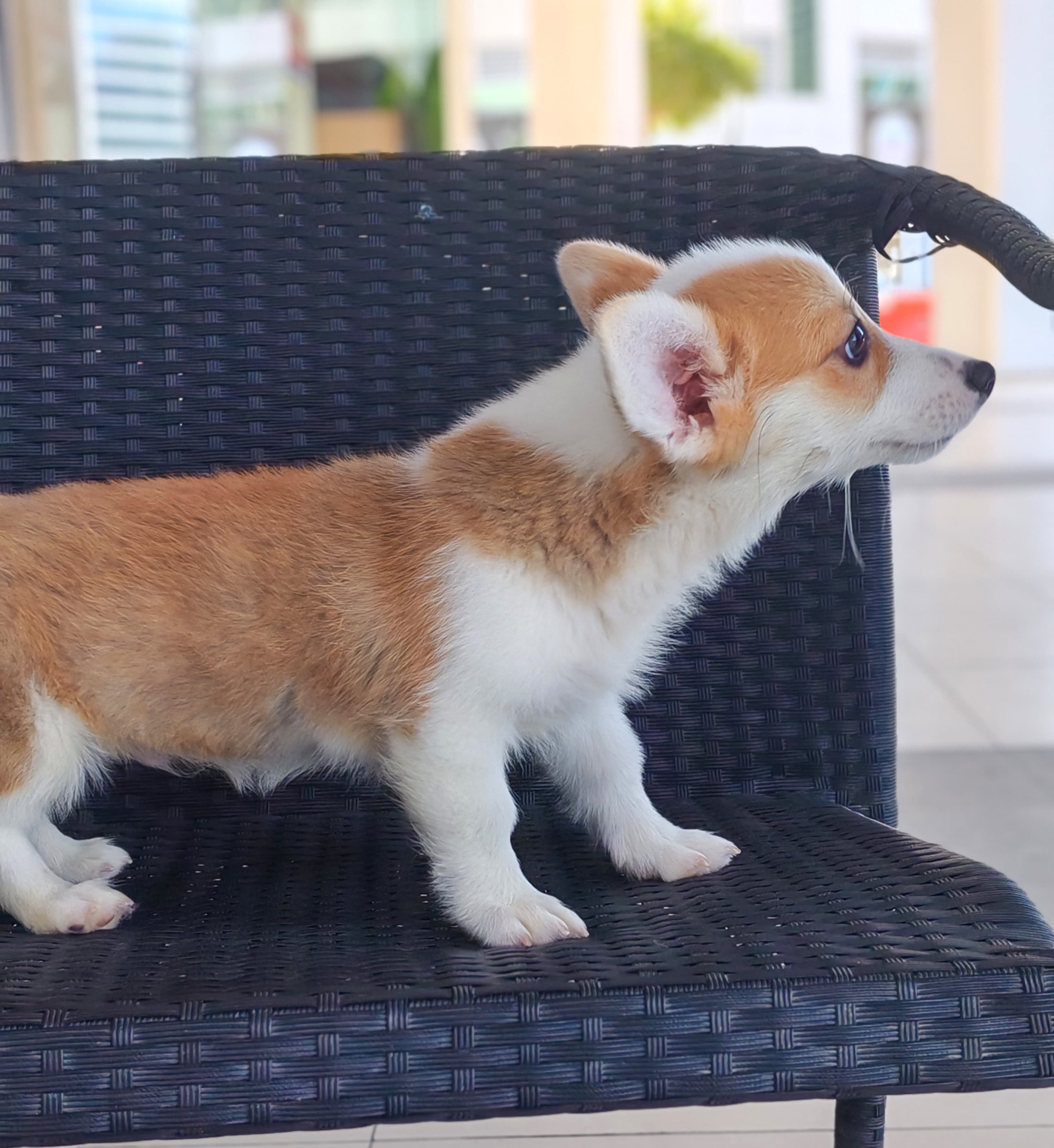 Corgi - Image 2