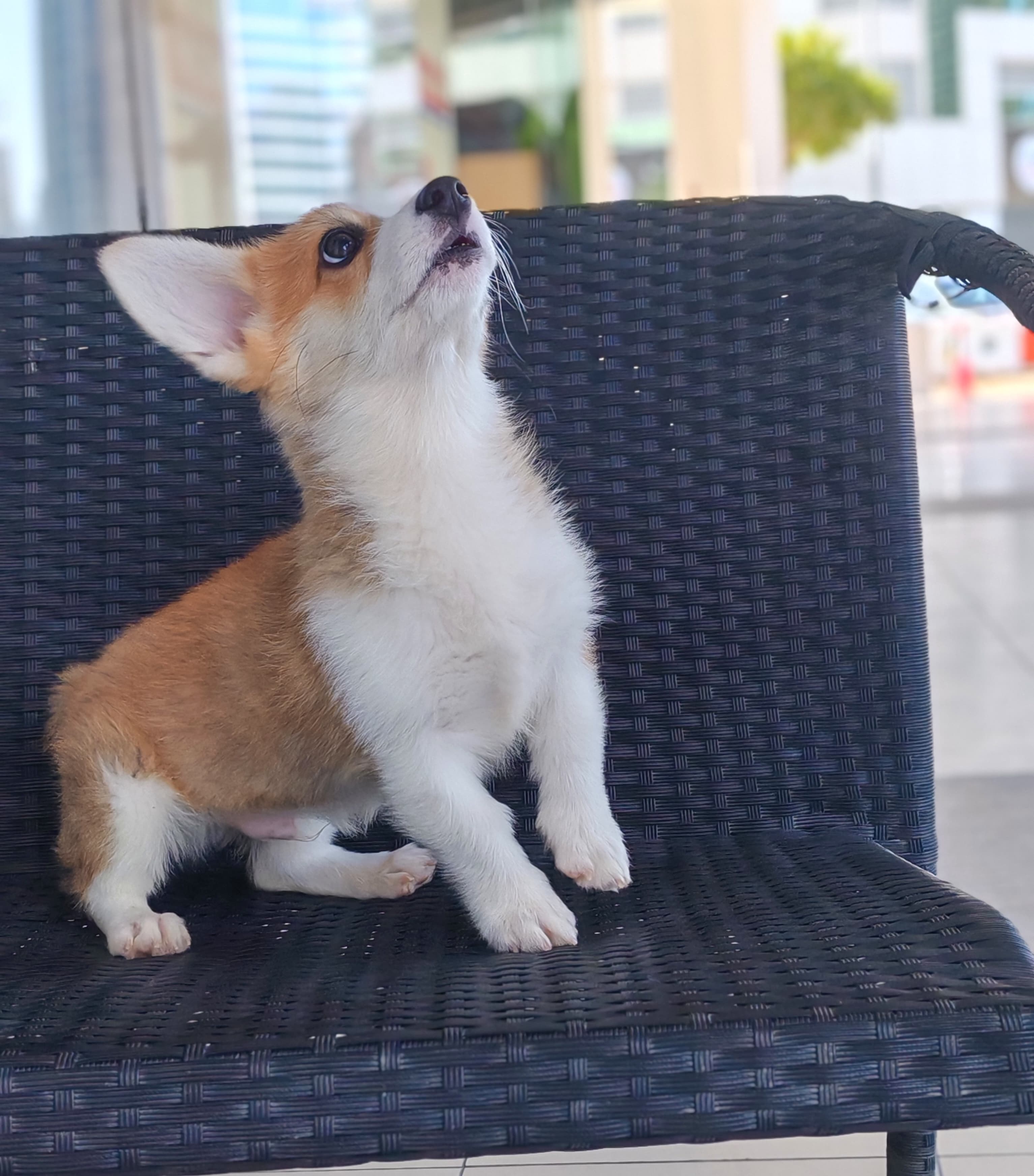 Corgi - Image 3