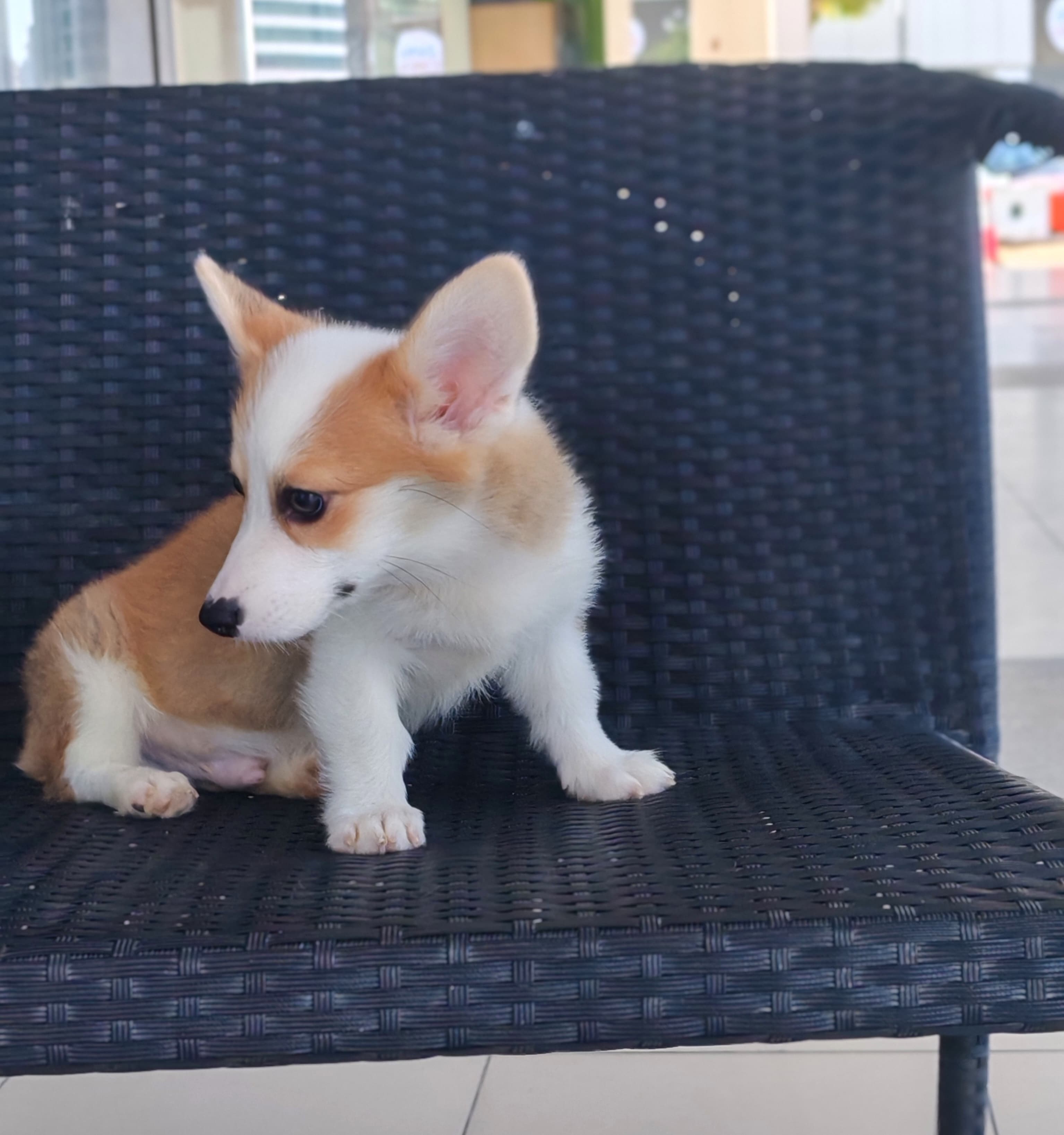 Corgi - Image 4