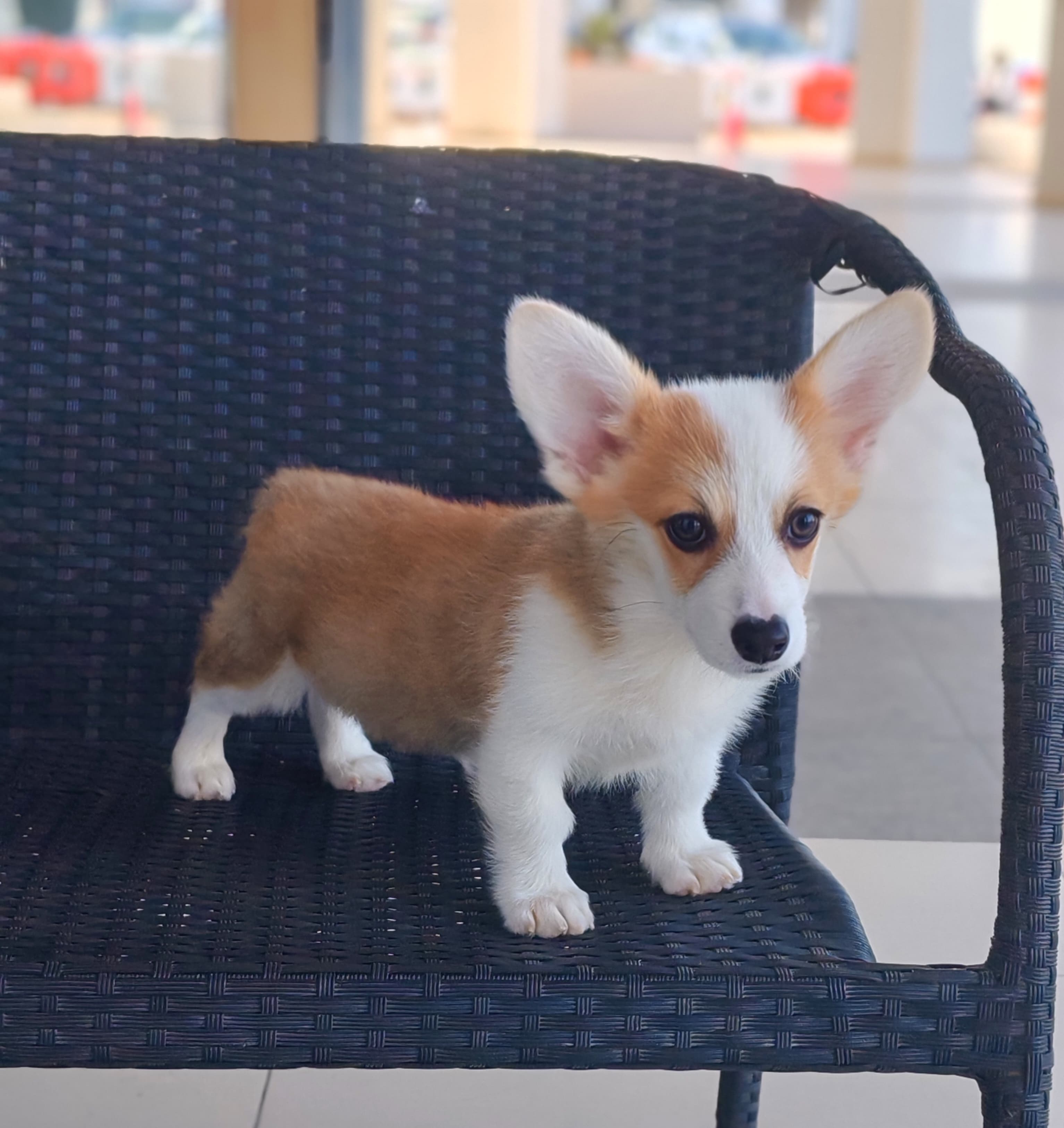 Corgi - Image 5