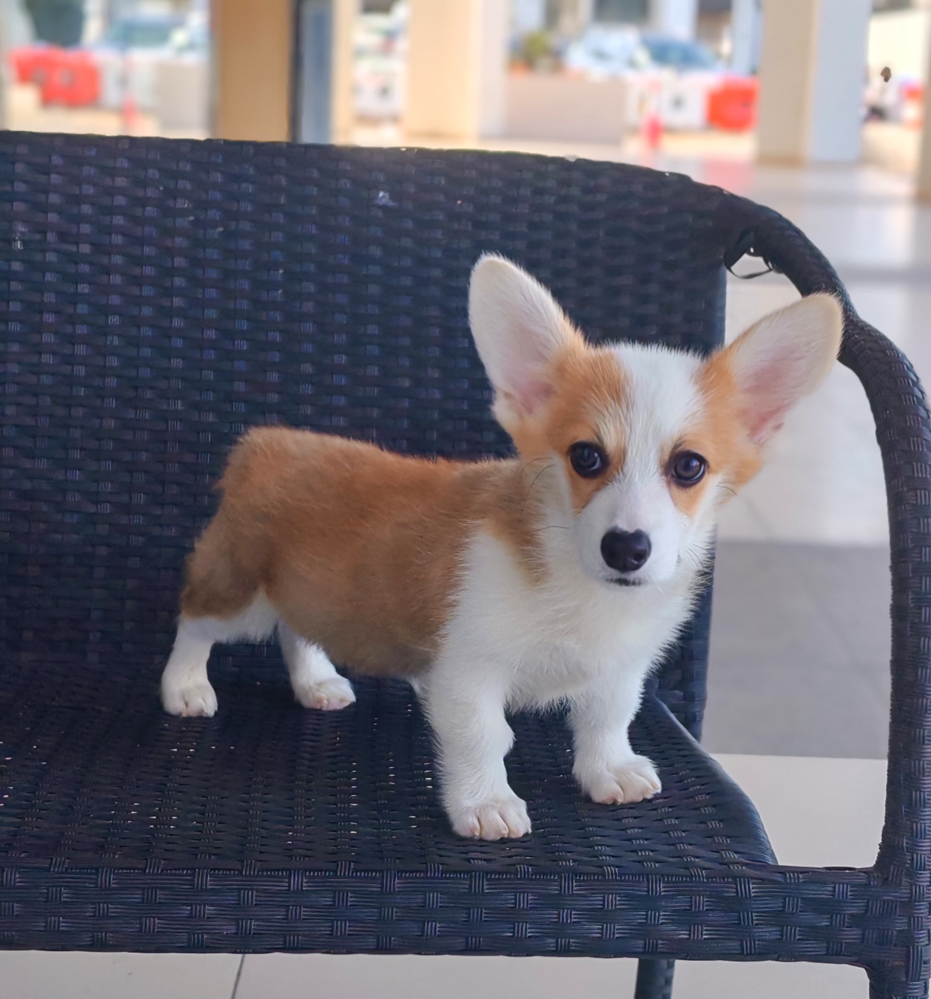 Corgi