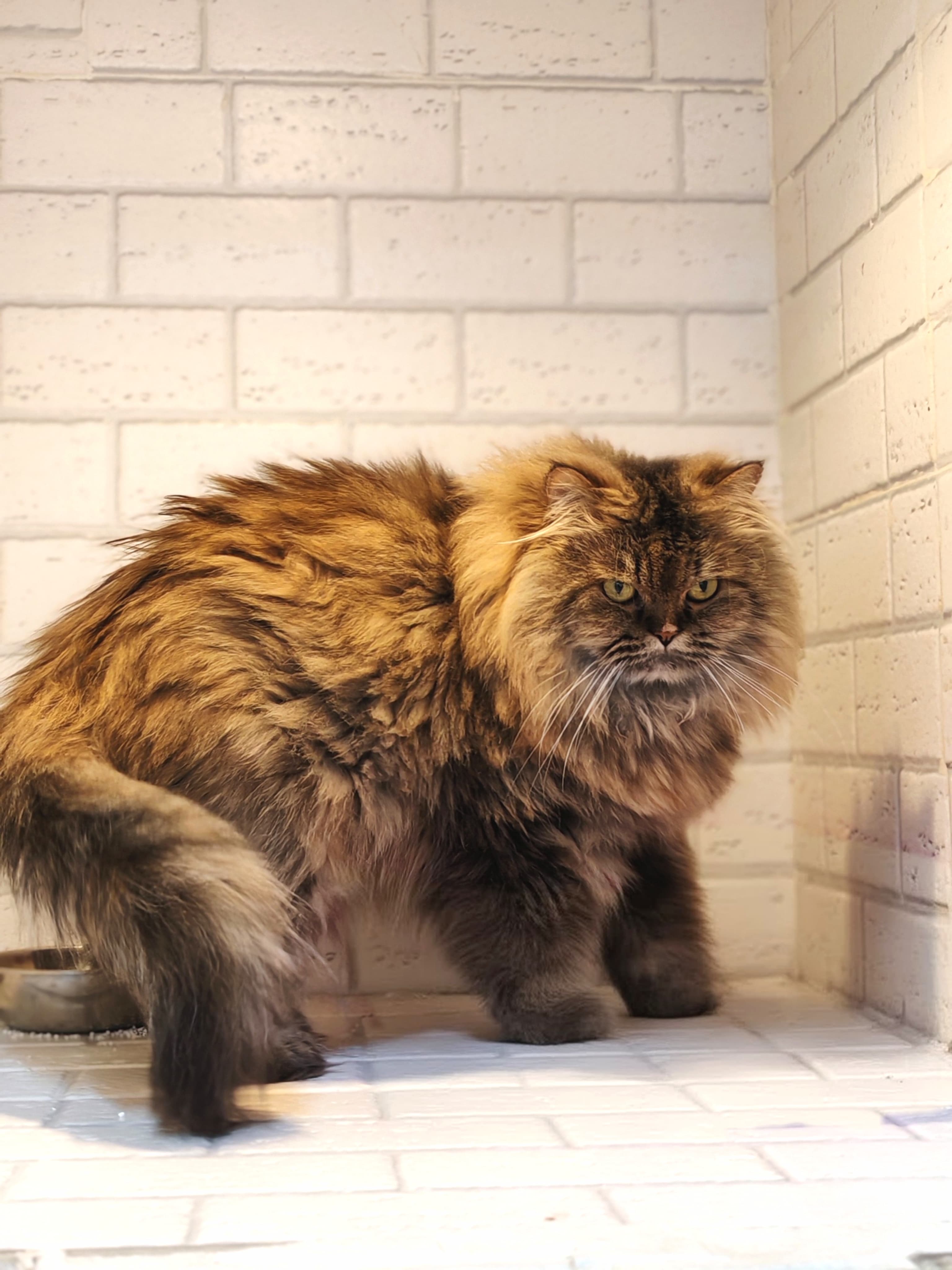 Siberian Cat