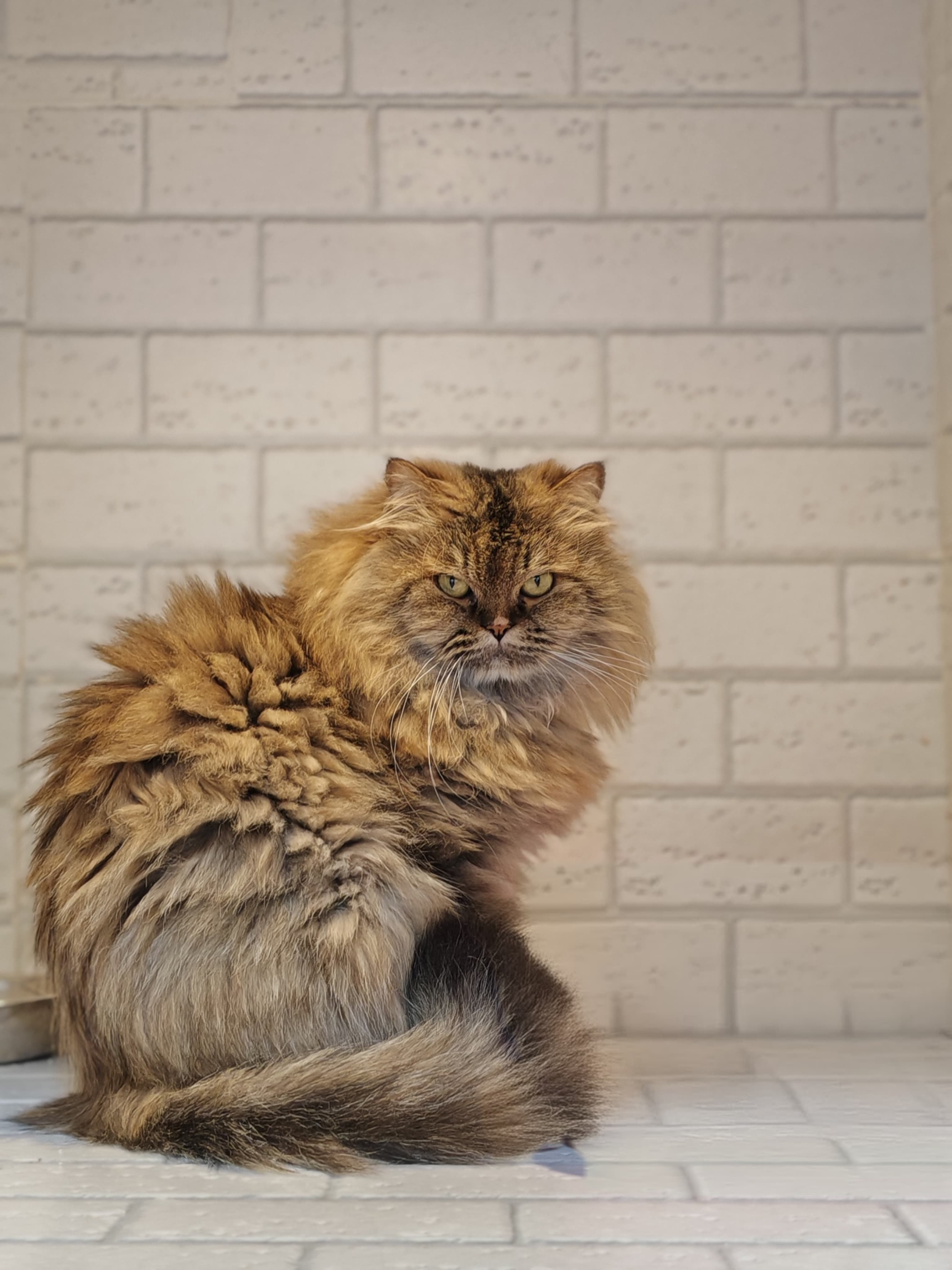 Siberian Cat - Image 2