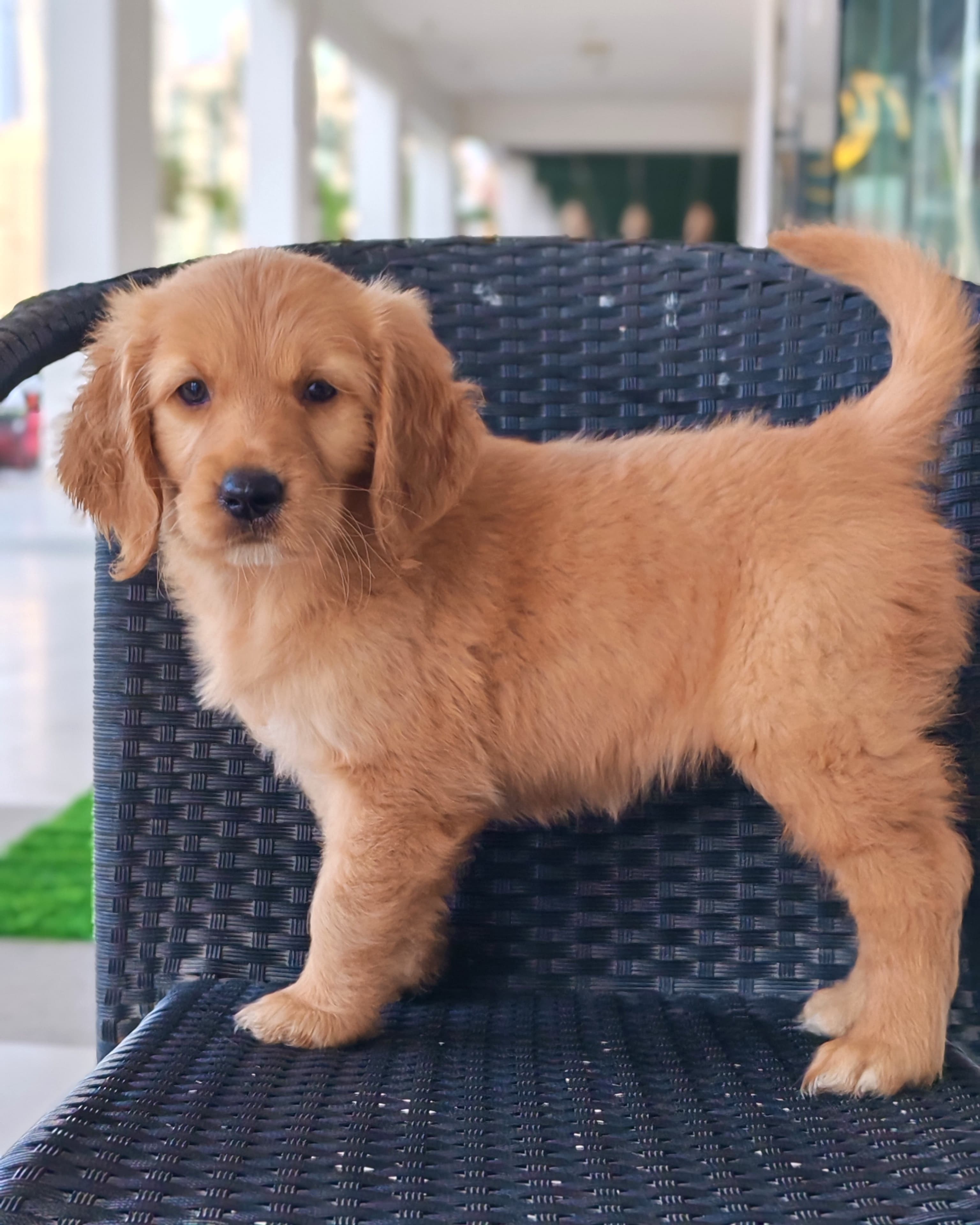 Golden Retriever