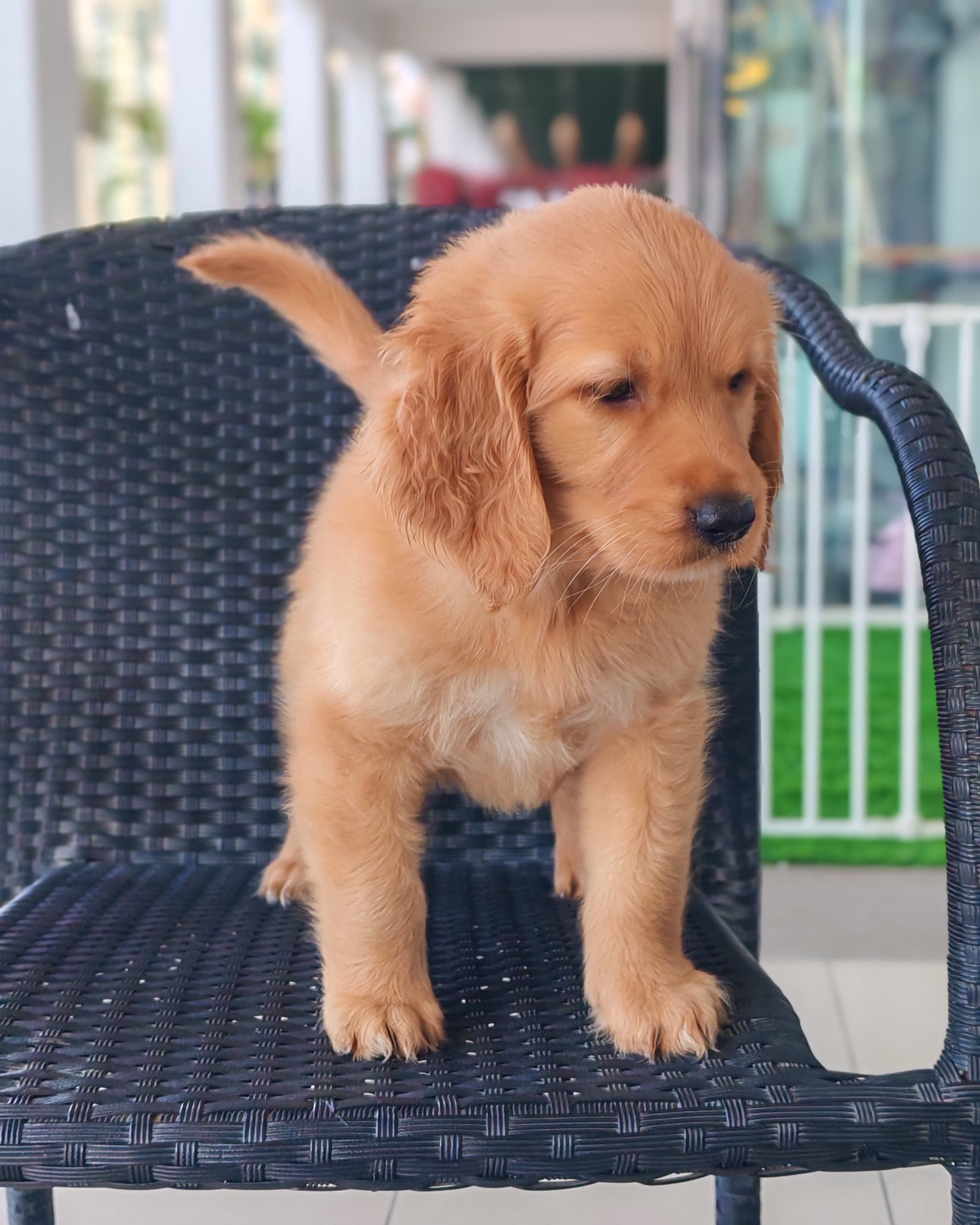 Golden Retriever - Image 2