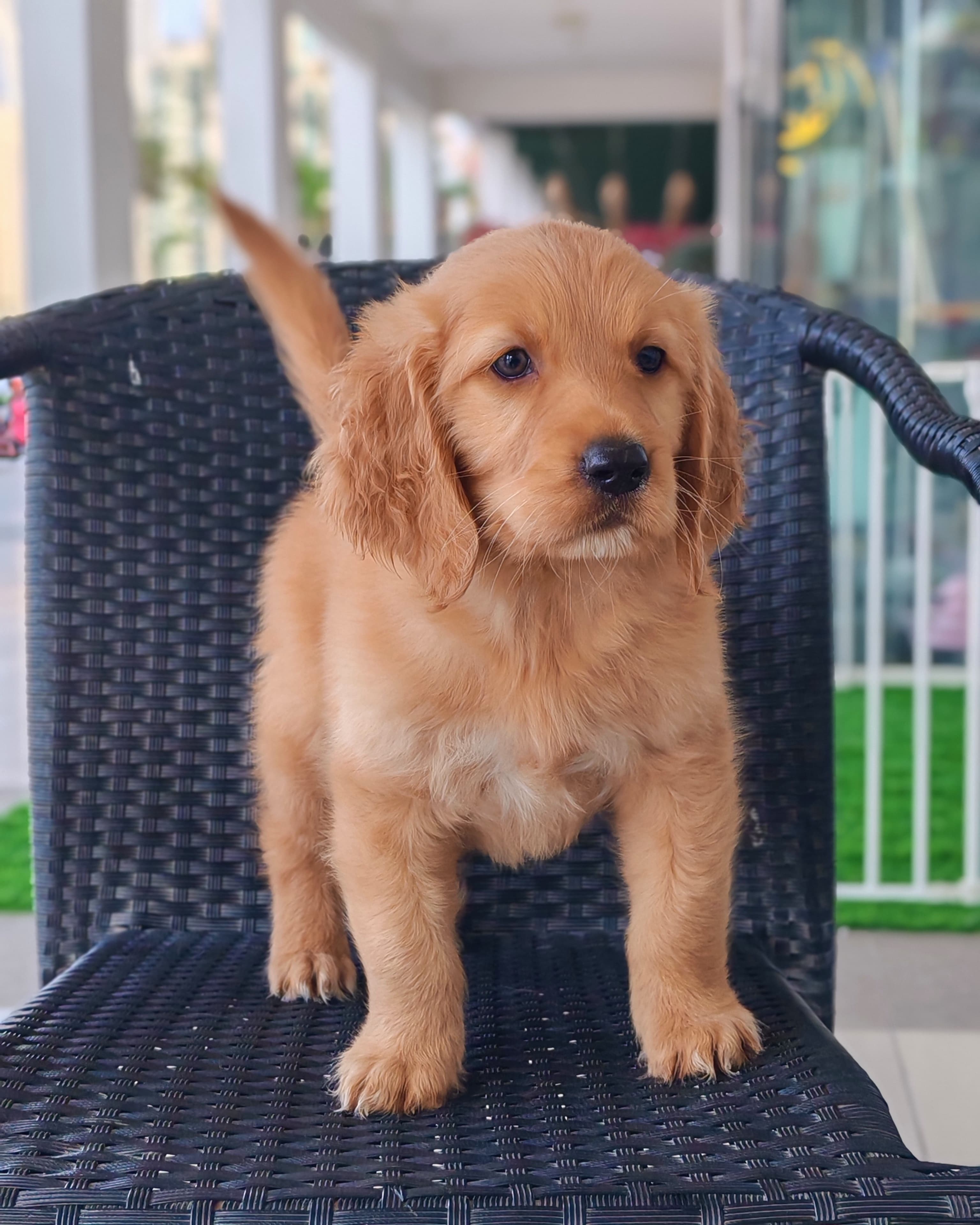 Golden Retriever - Image 3