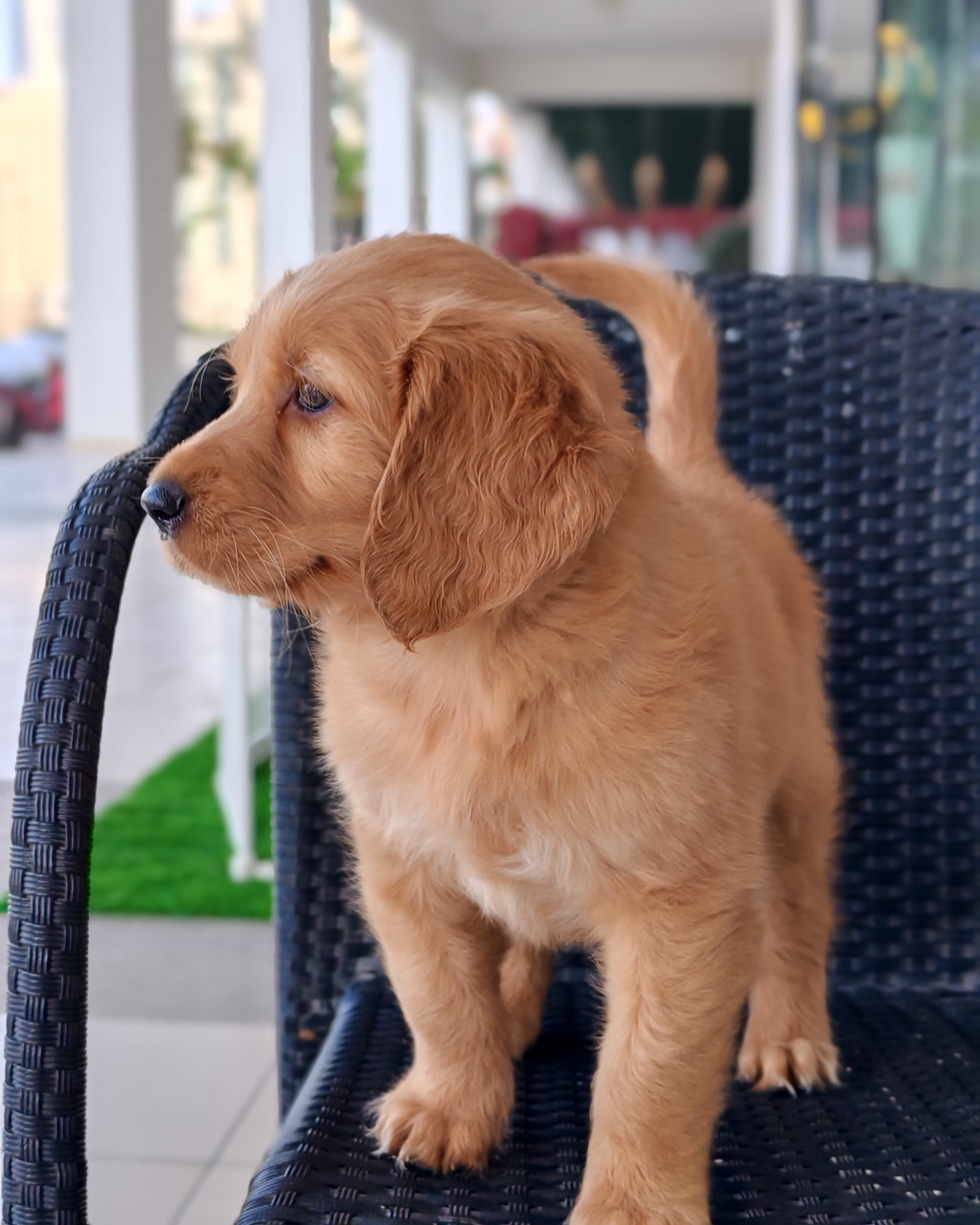 Golden Retriever - Image 4