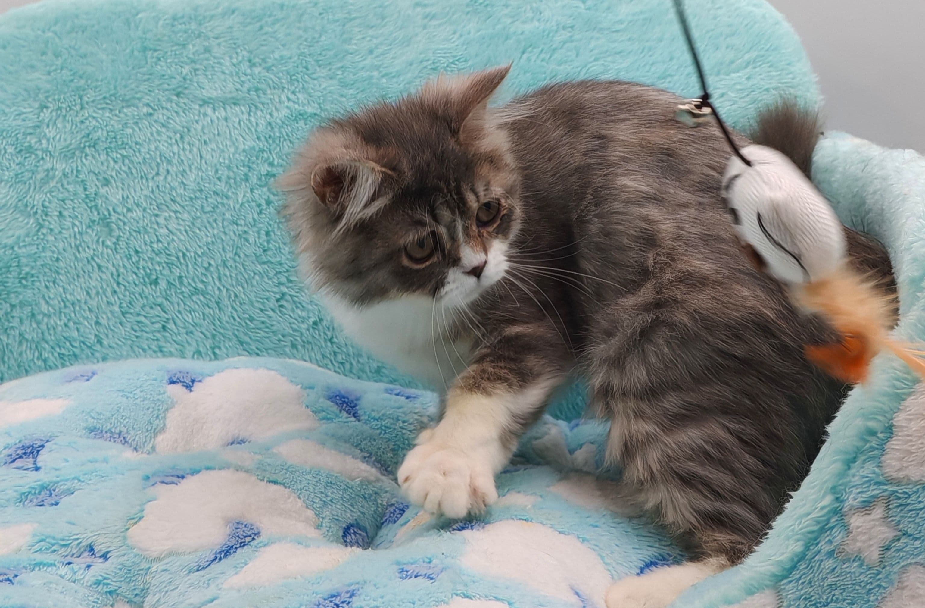 Persian