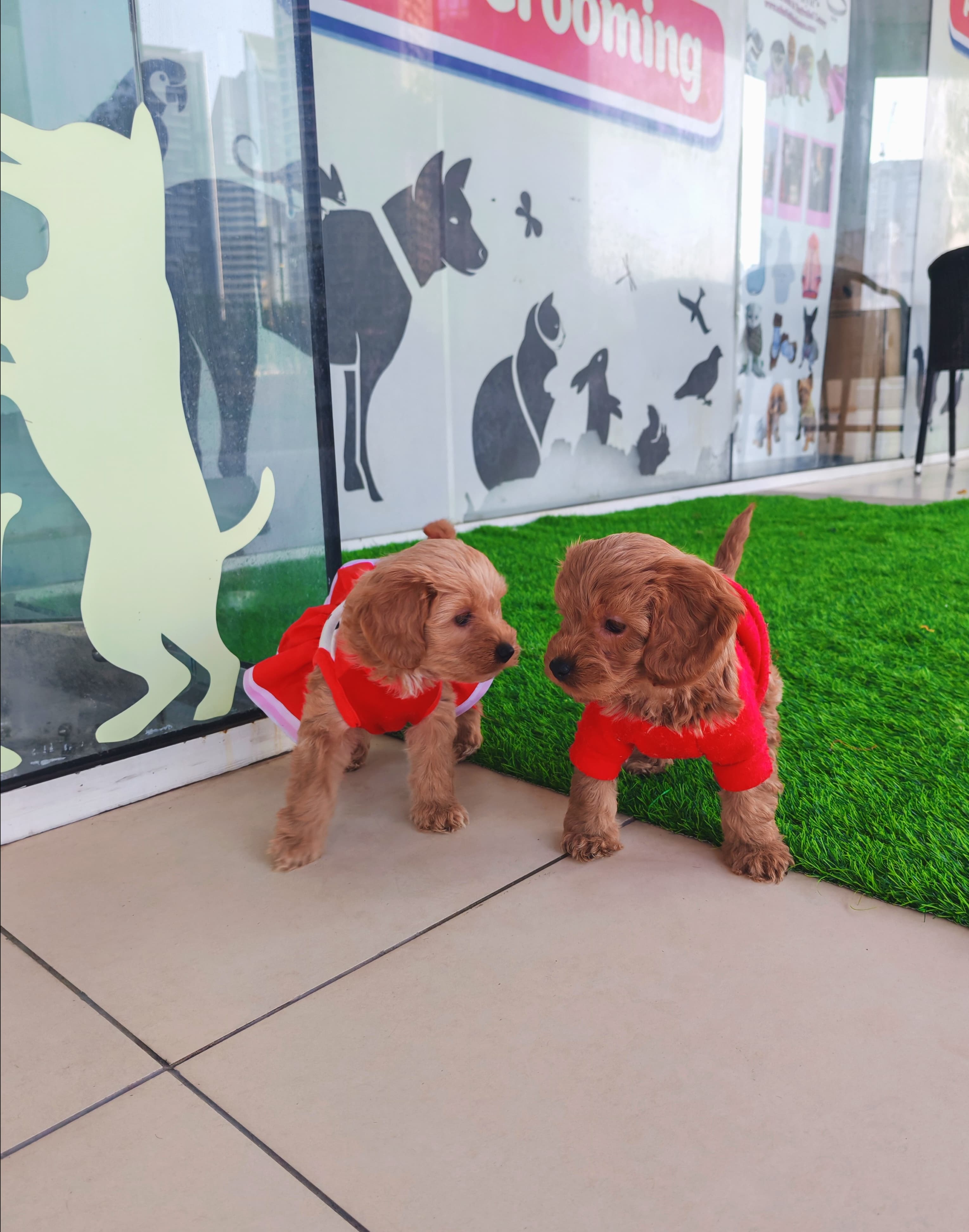 cockapoo - Image 2