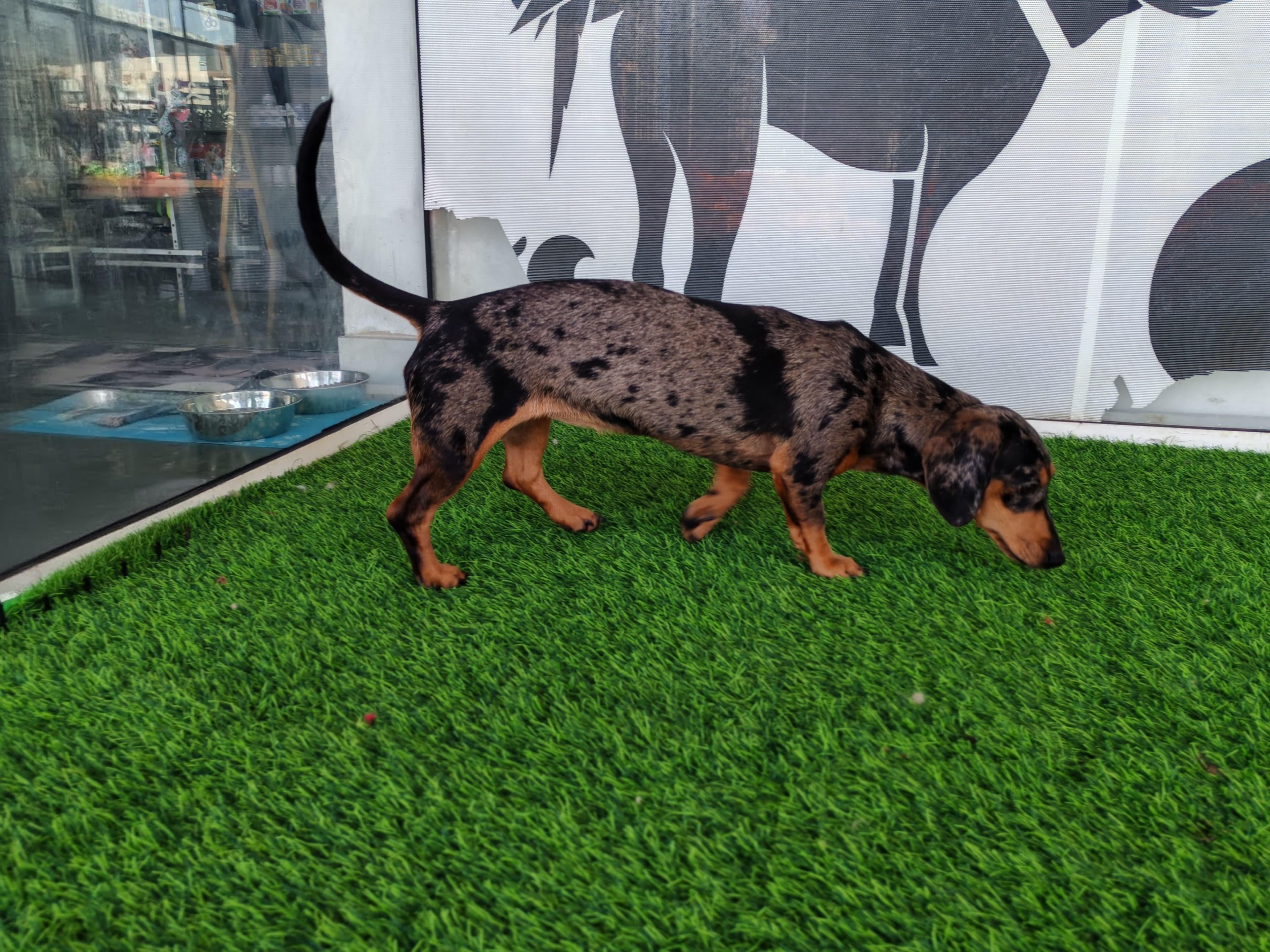 Dachshund - Image 2