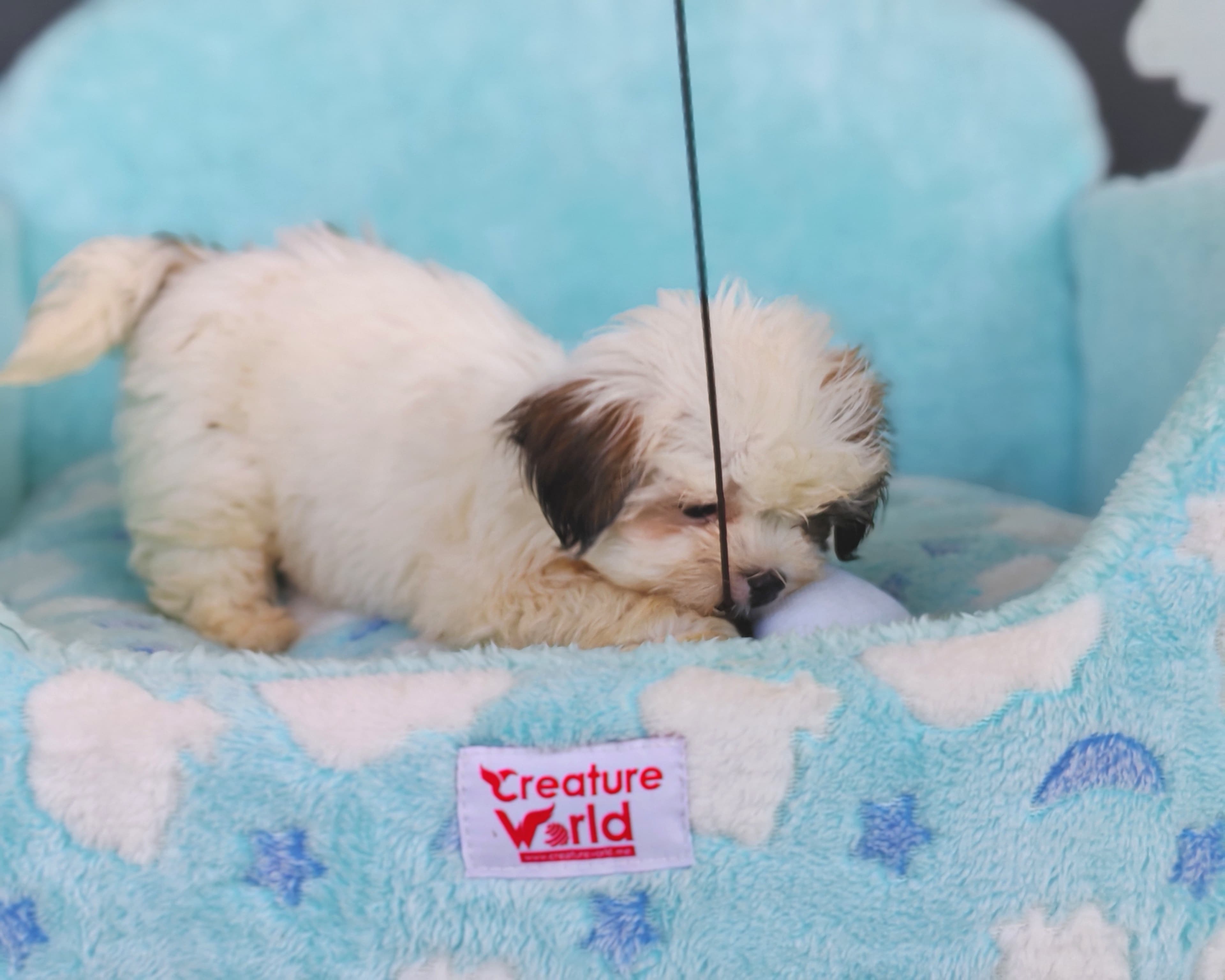 Shih Tzu - Image 1