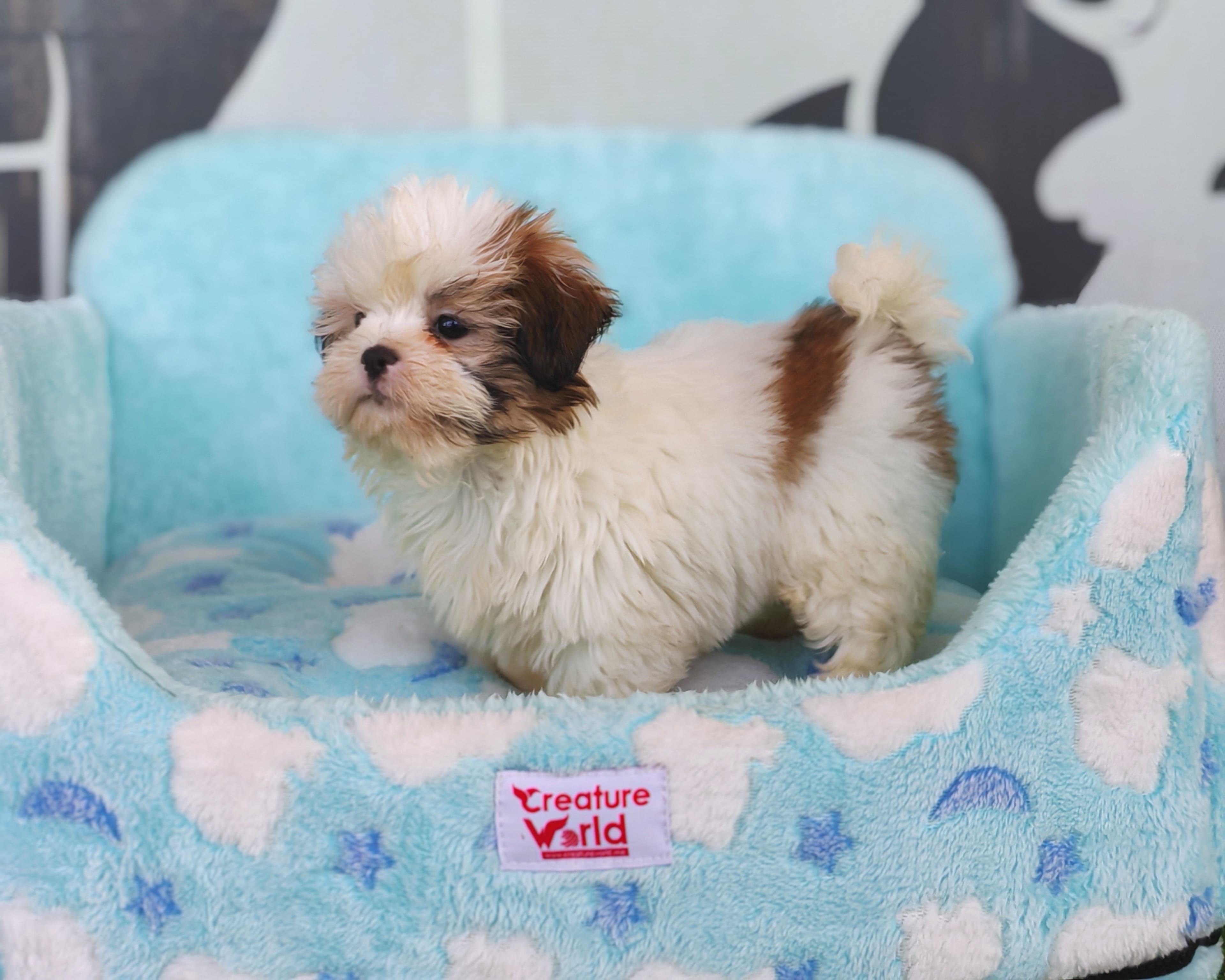 Shih Tzu - Image 2