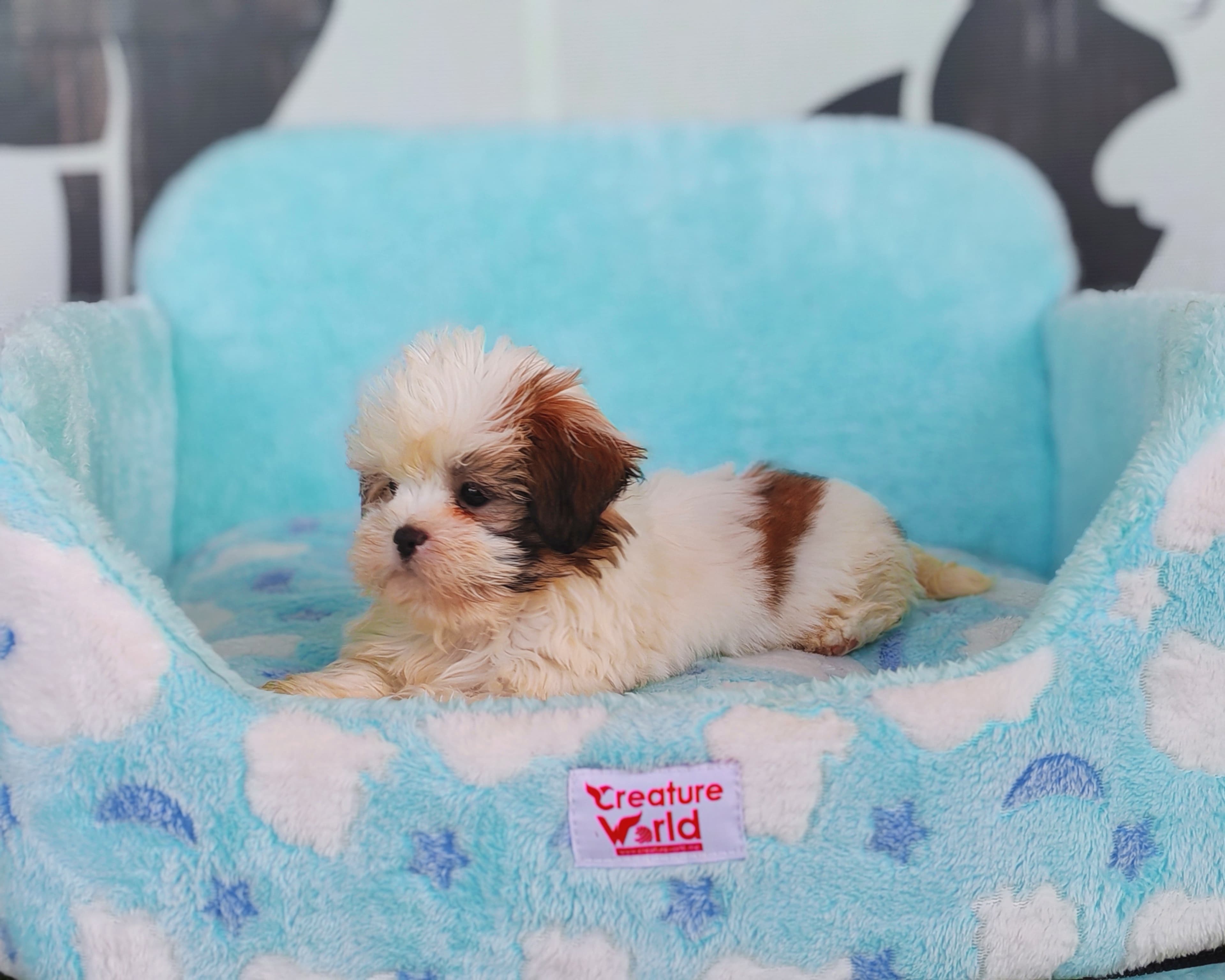 Shih Tzu