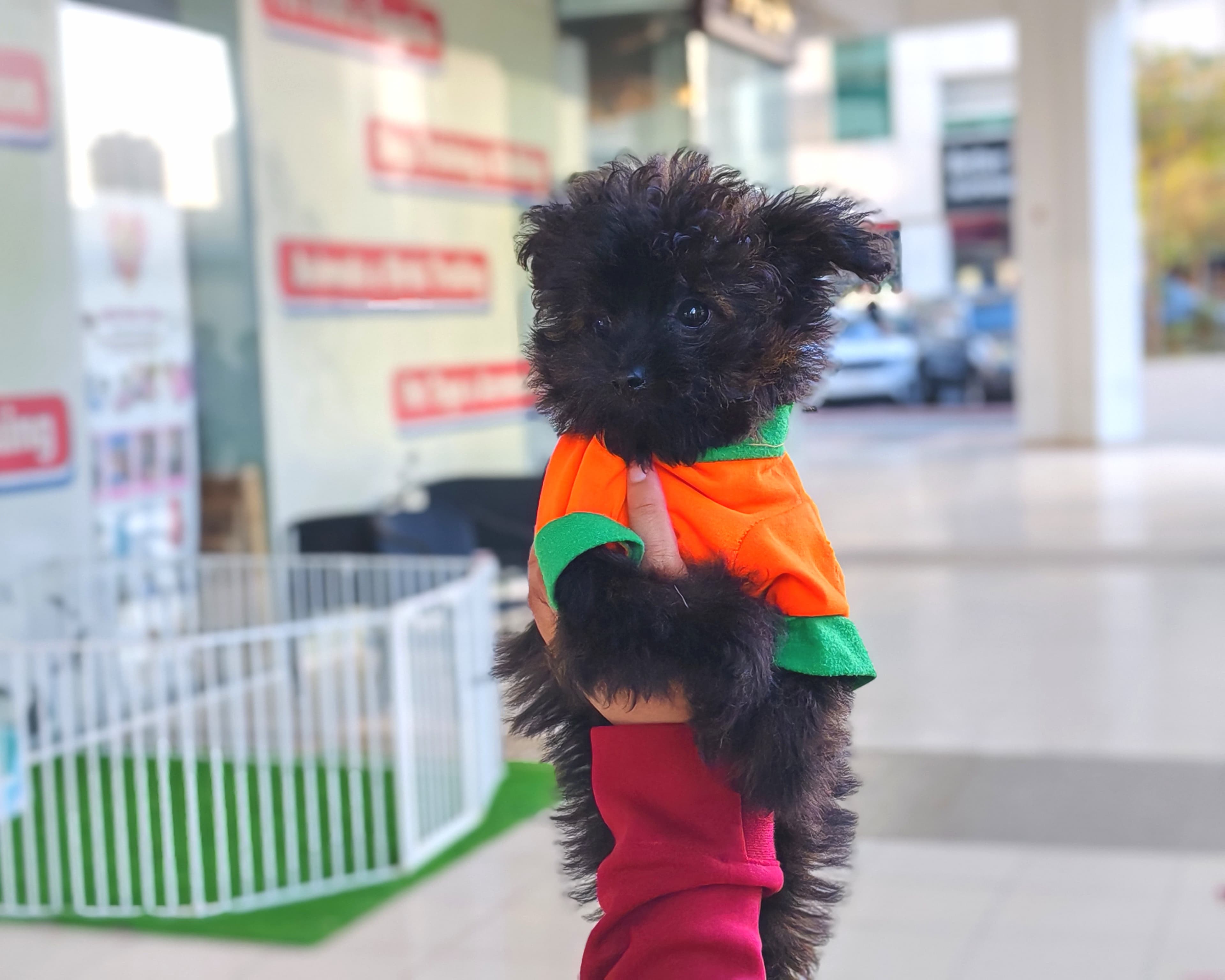 Pompoodle