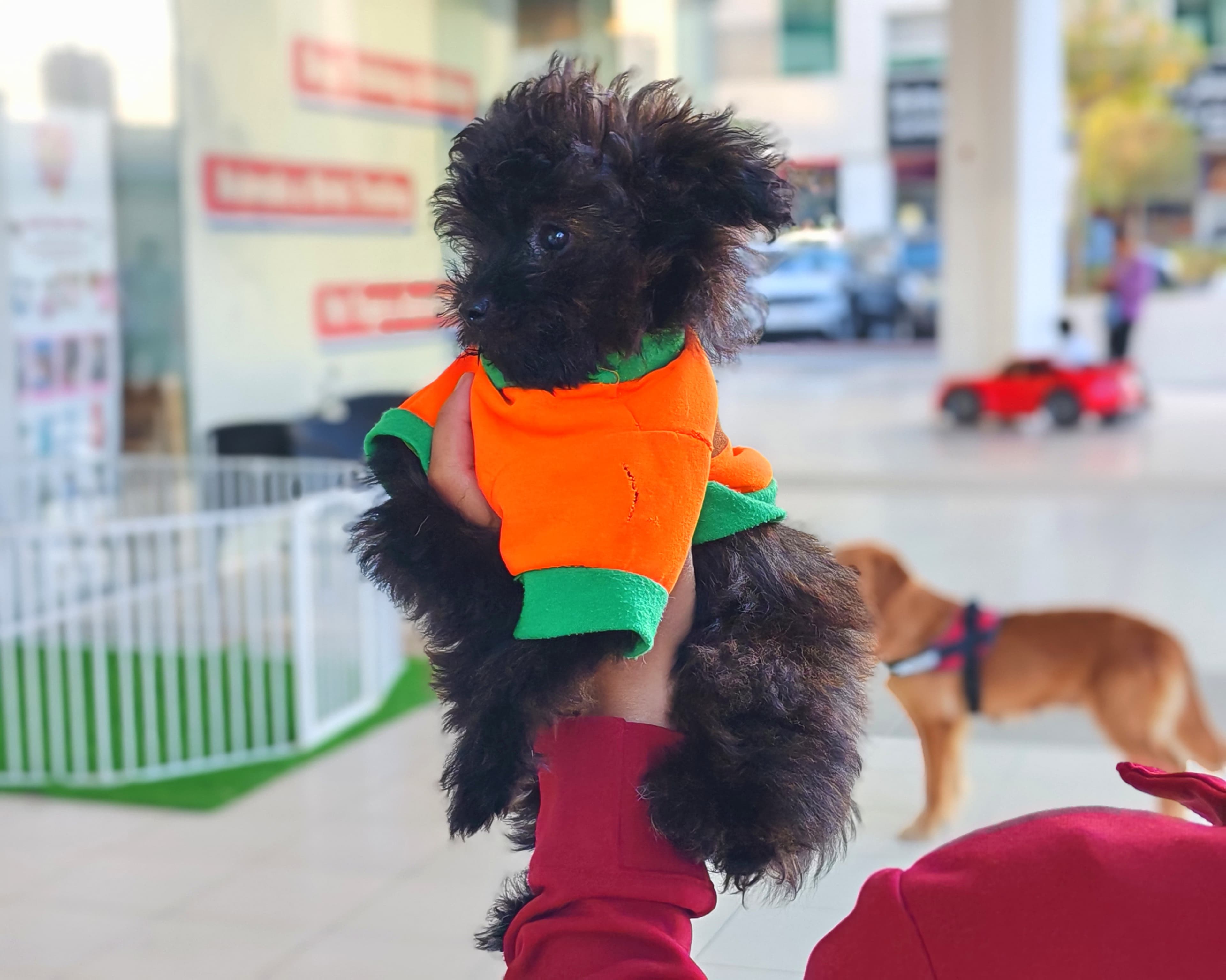 Pets Relocation Dogs