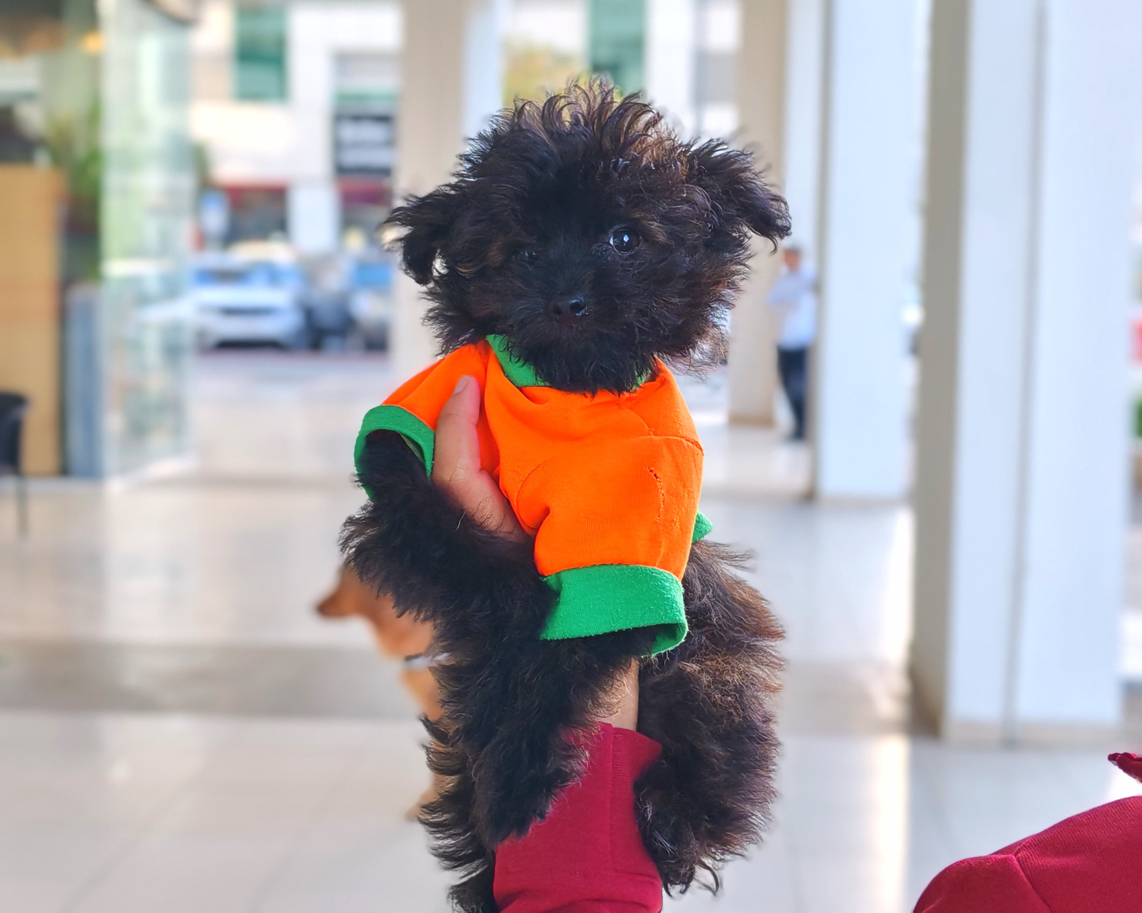 Pompoodle - Image 3