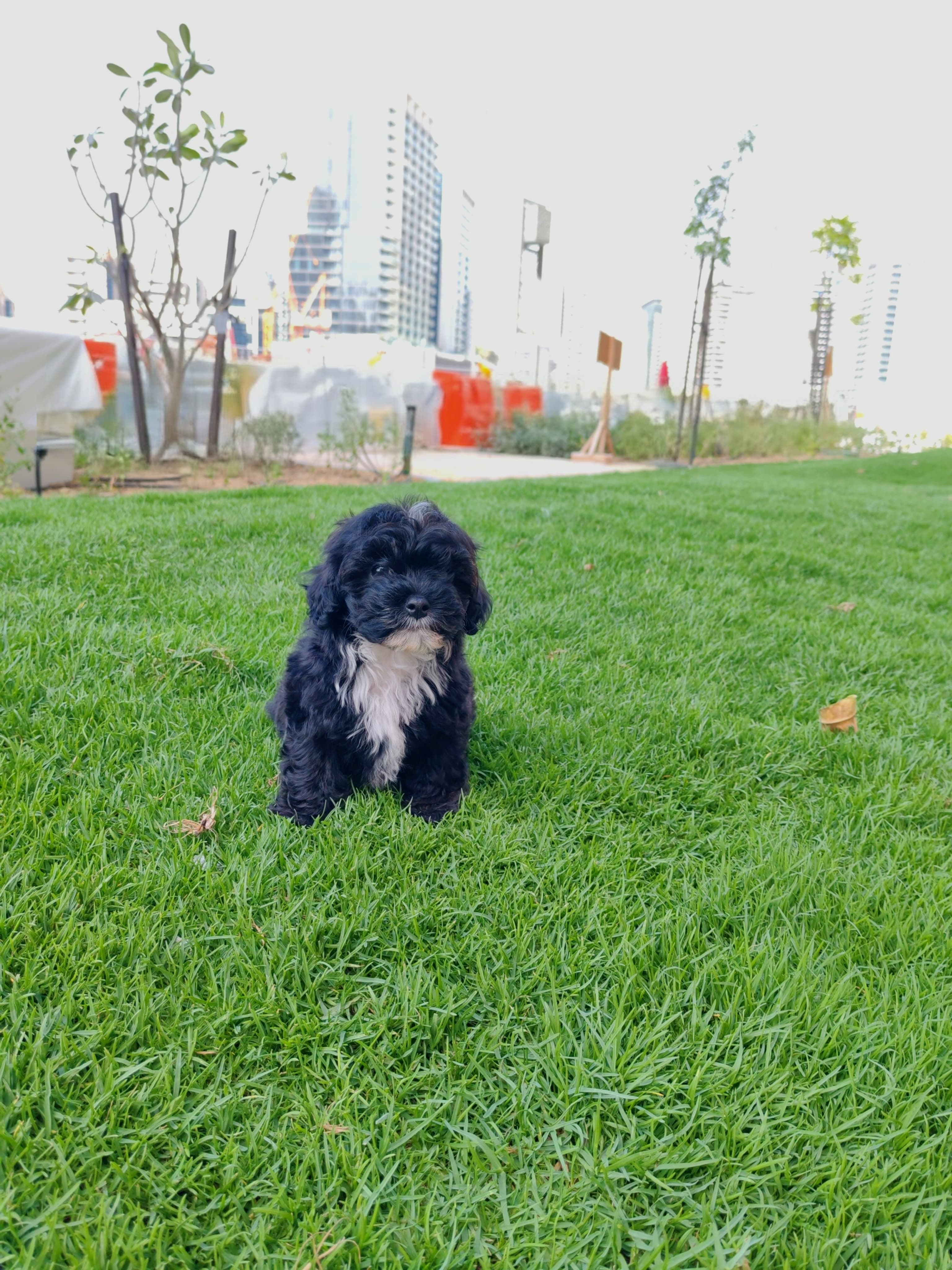 Maltipoo - Image 1