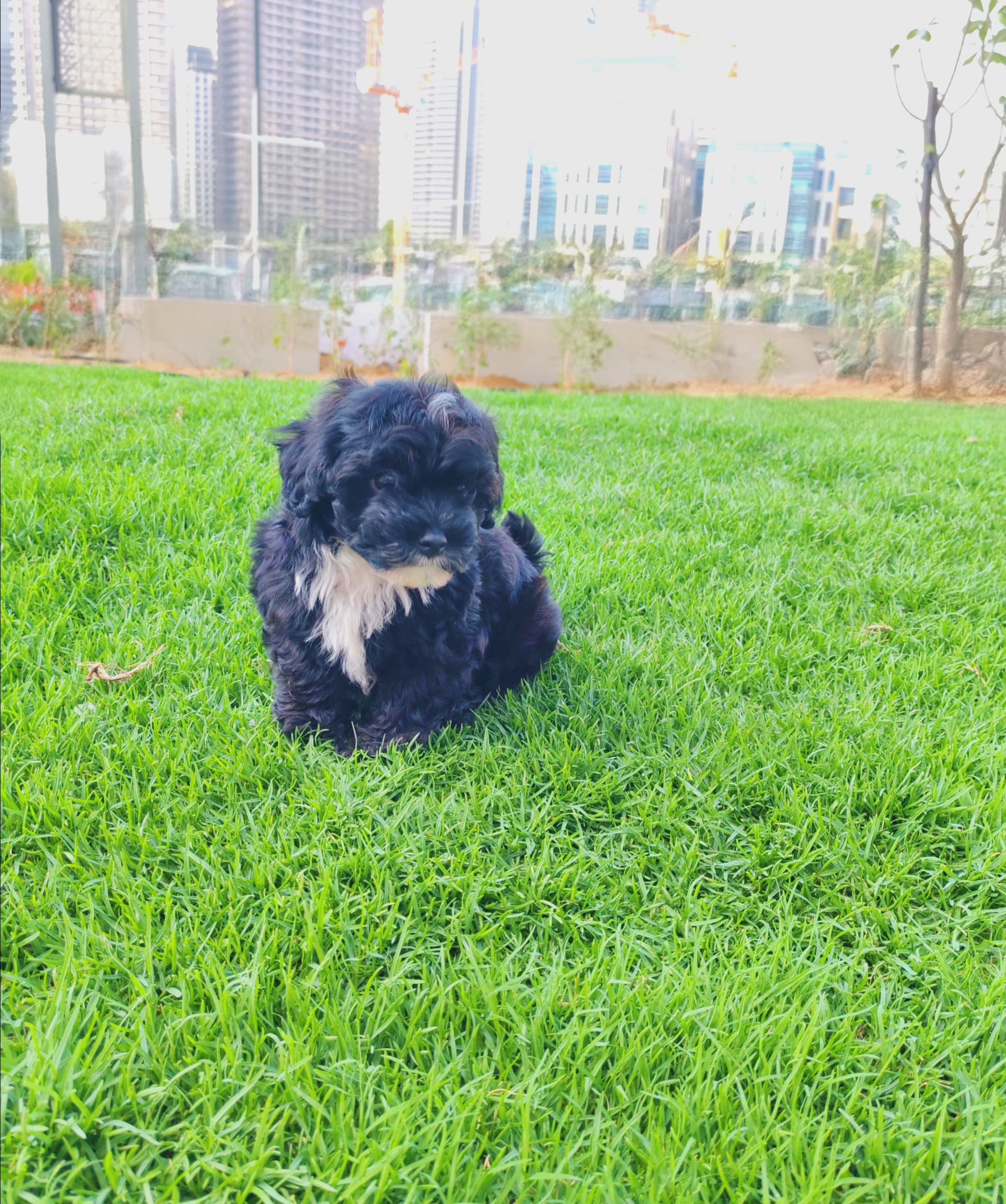 Maltipoo - Image 2