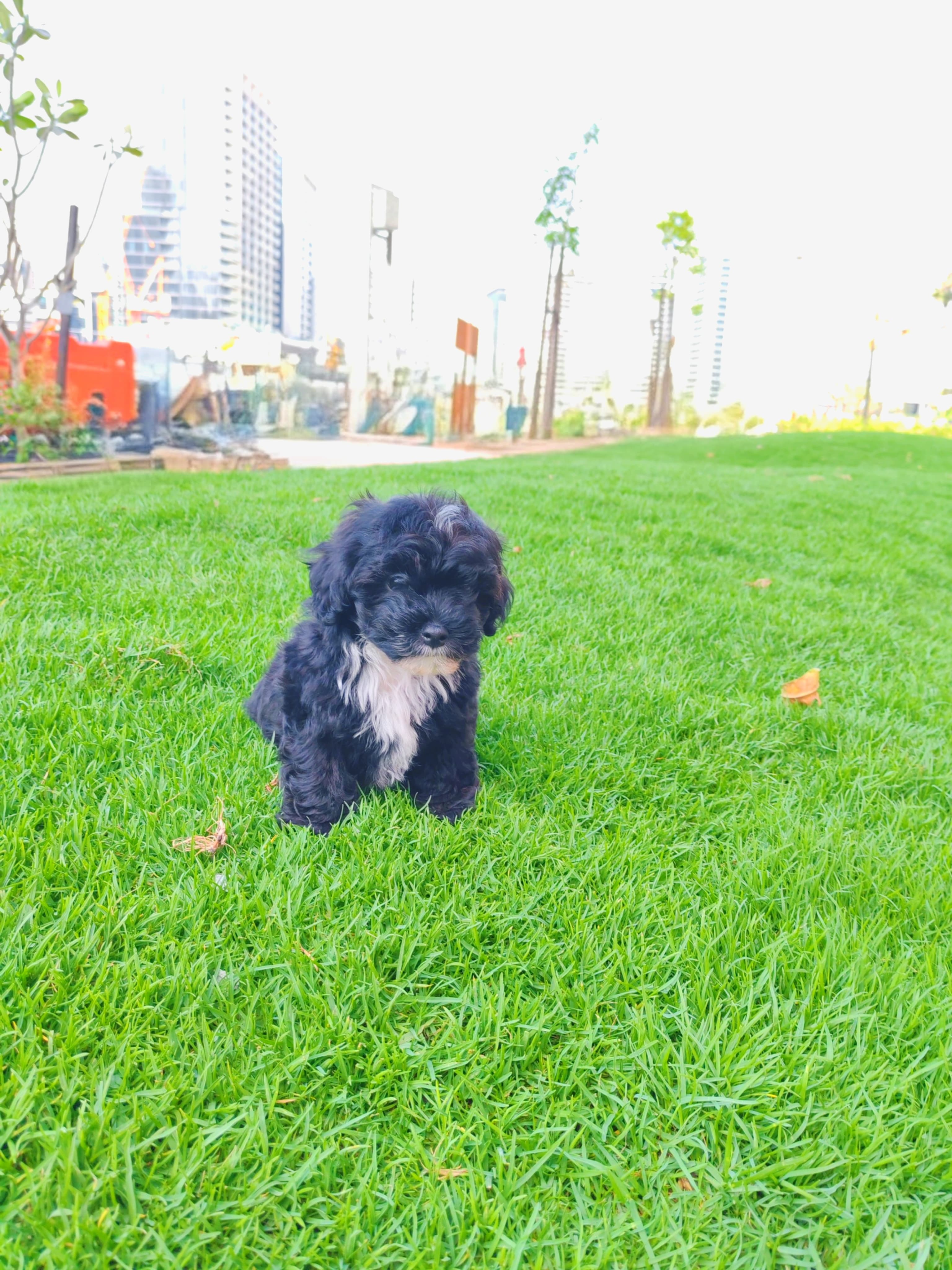 Maltipoo - Image 3