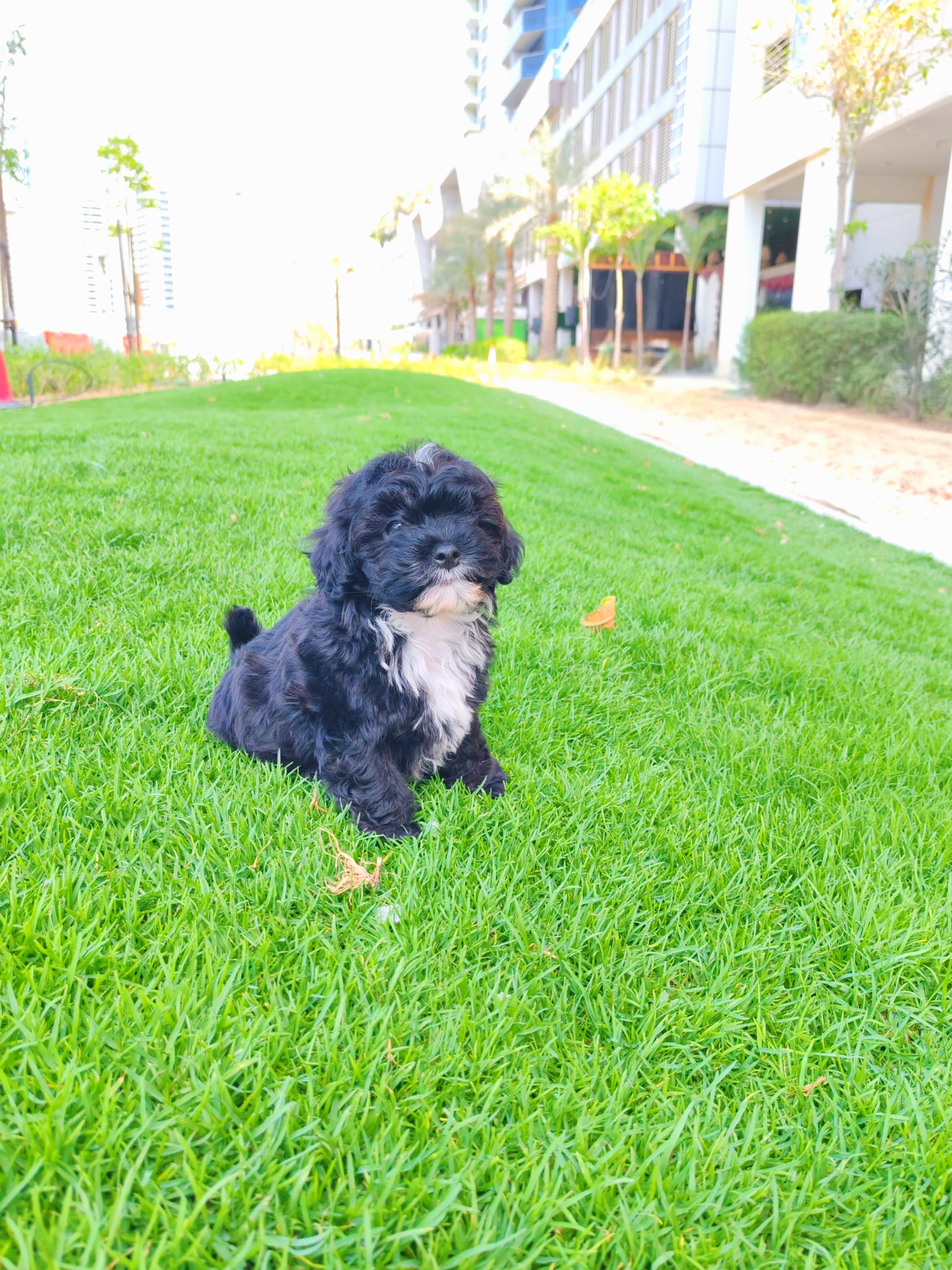Maltipoo - Image 4
