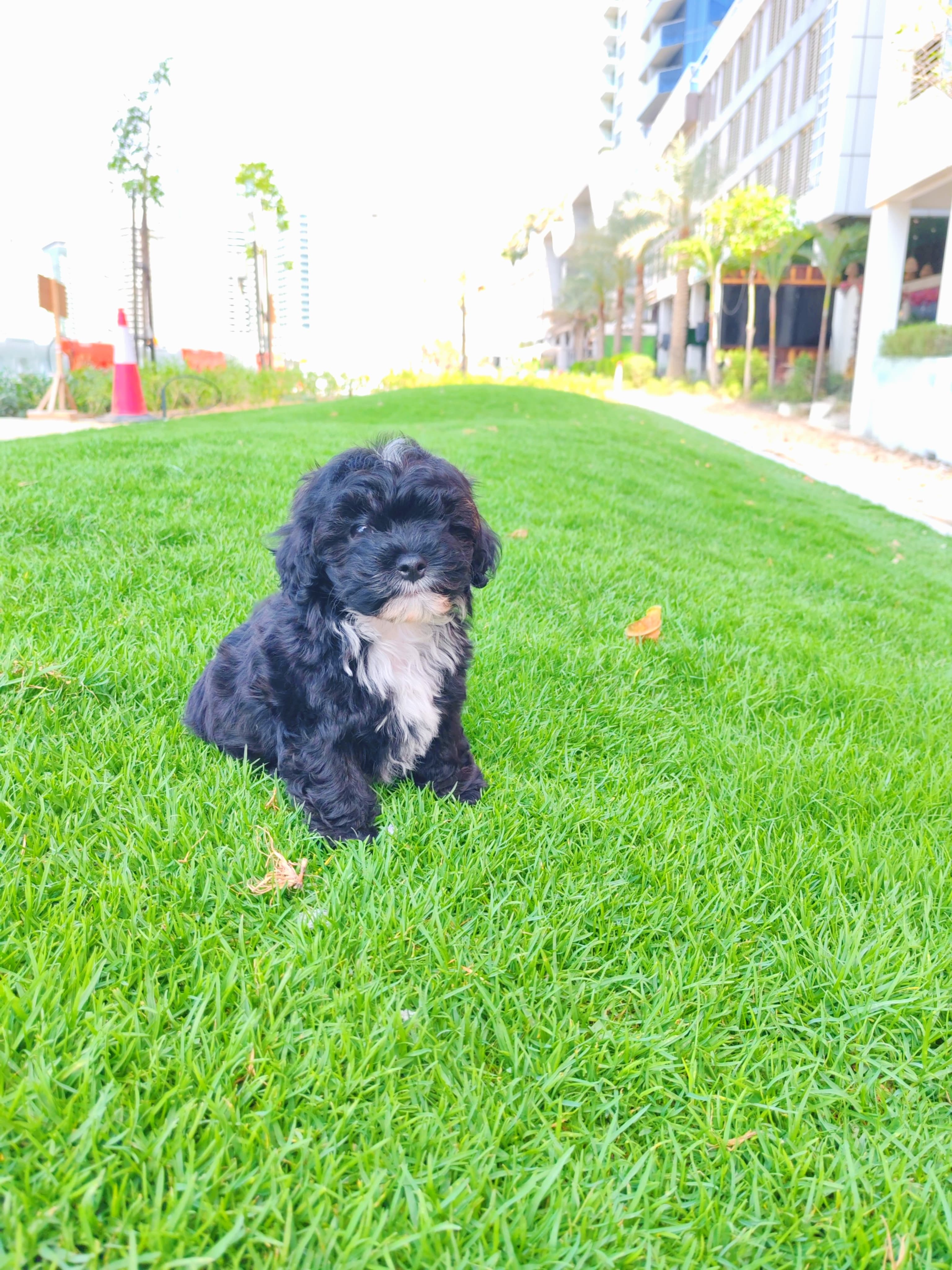 Maltipoo - Image 5