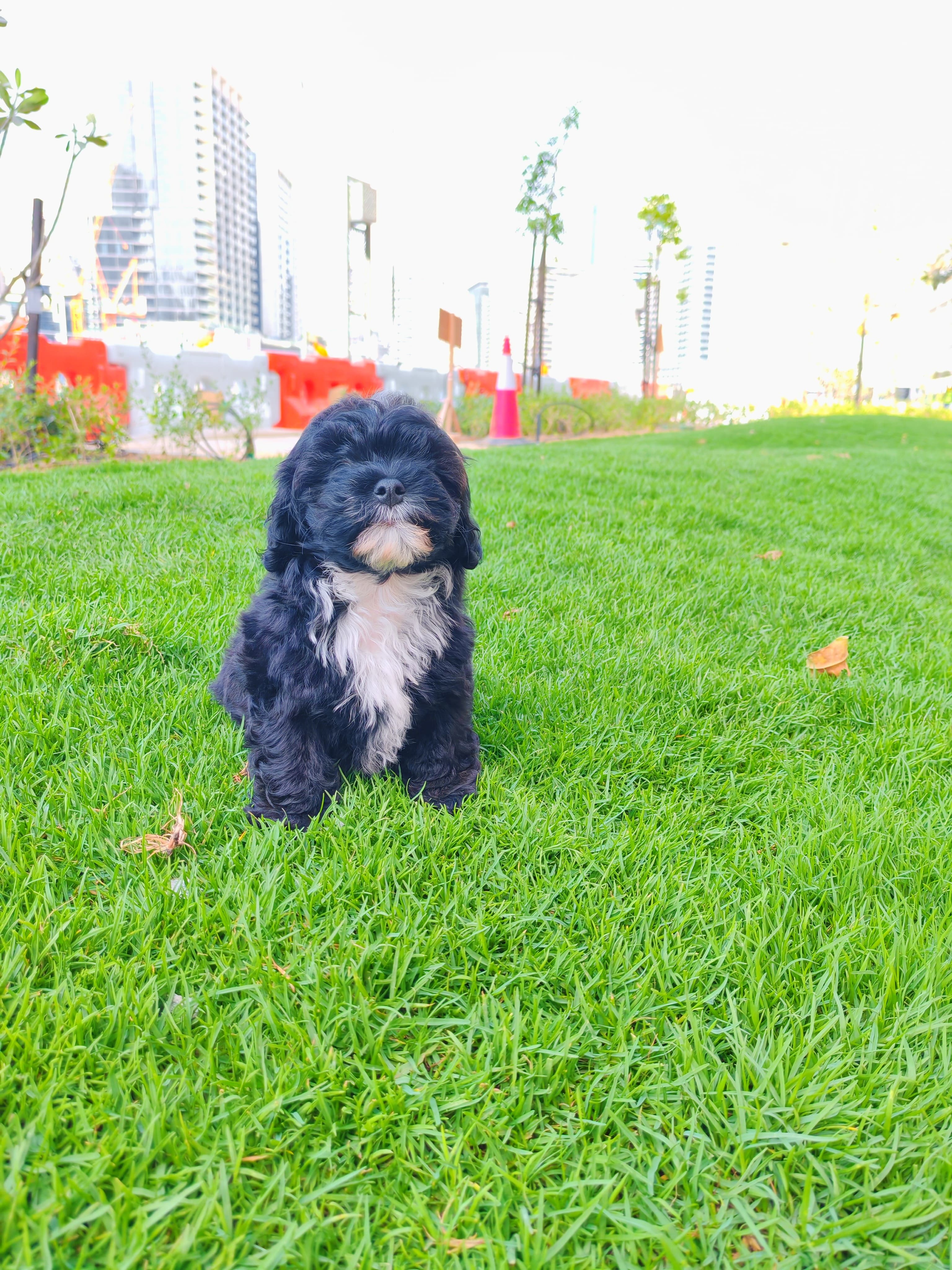 Maltipoo