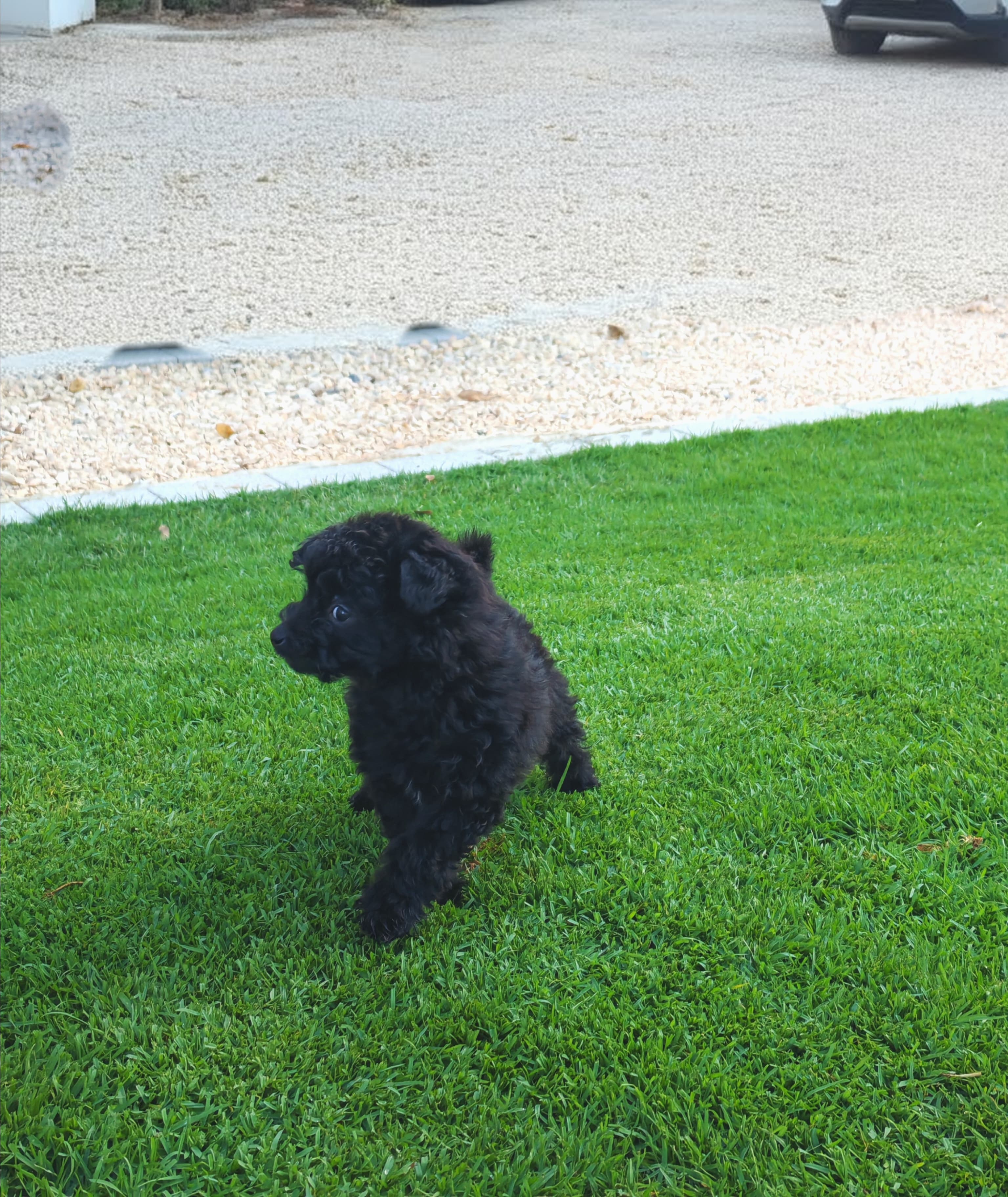 Yorkipoo - Image 2