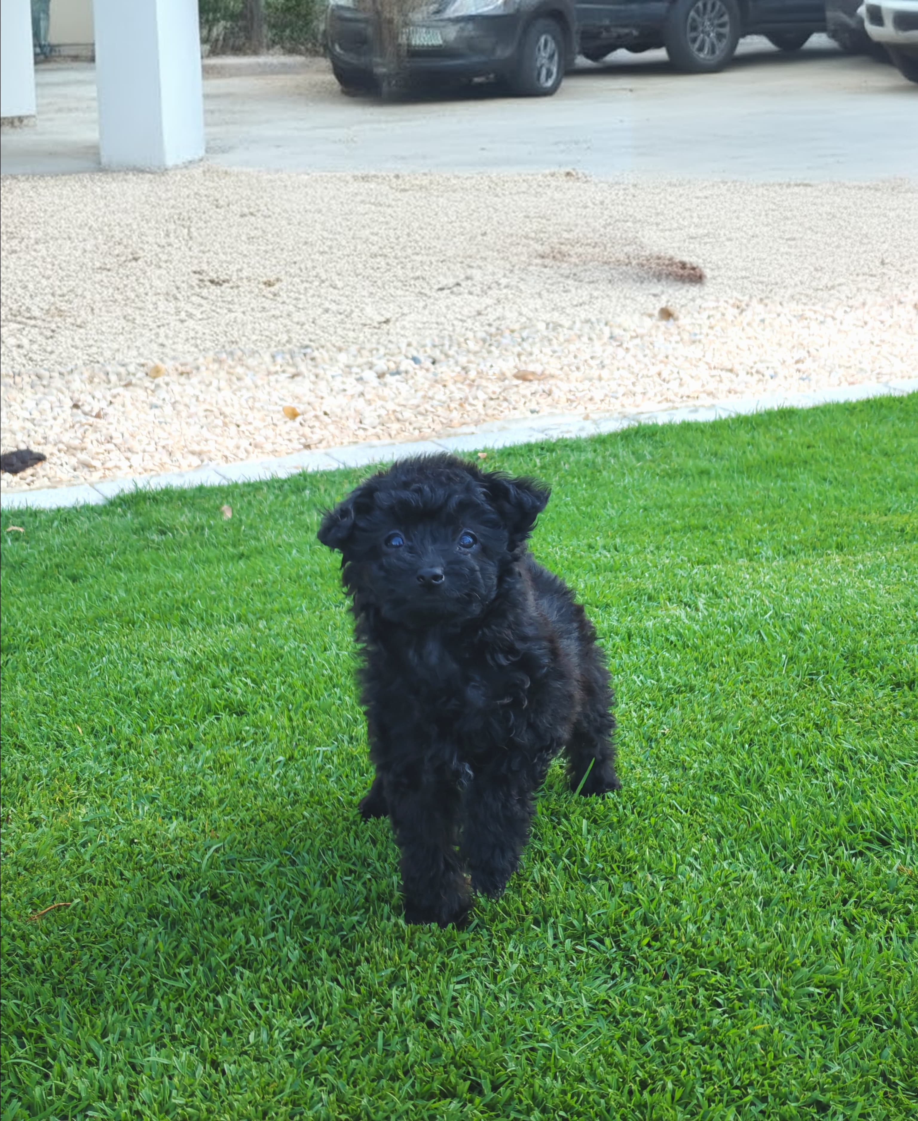 Yorkipoo