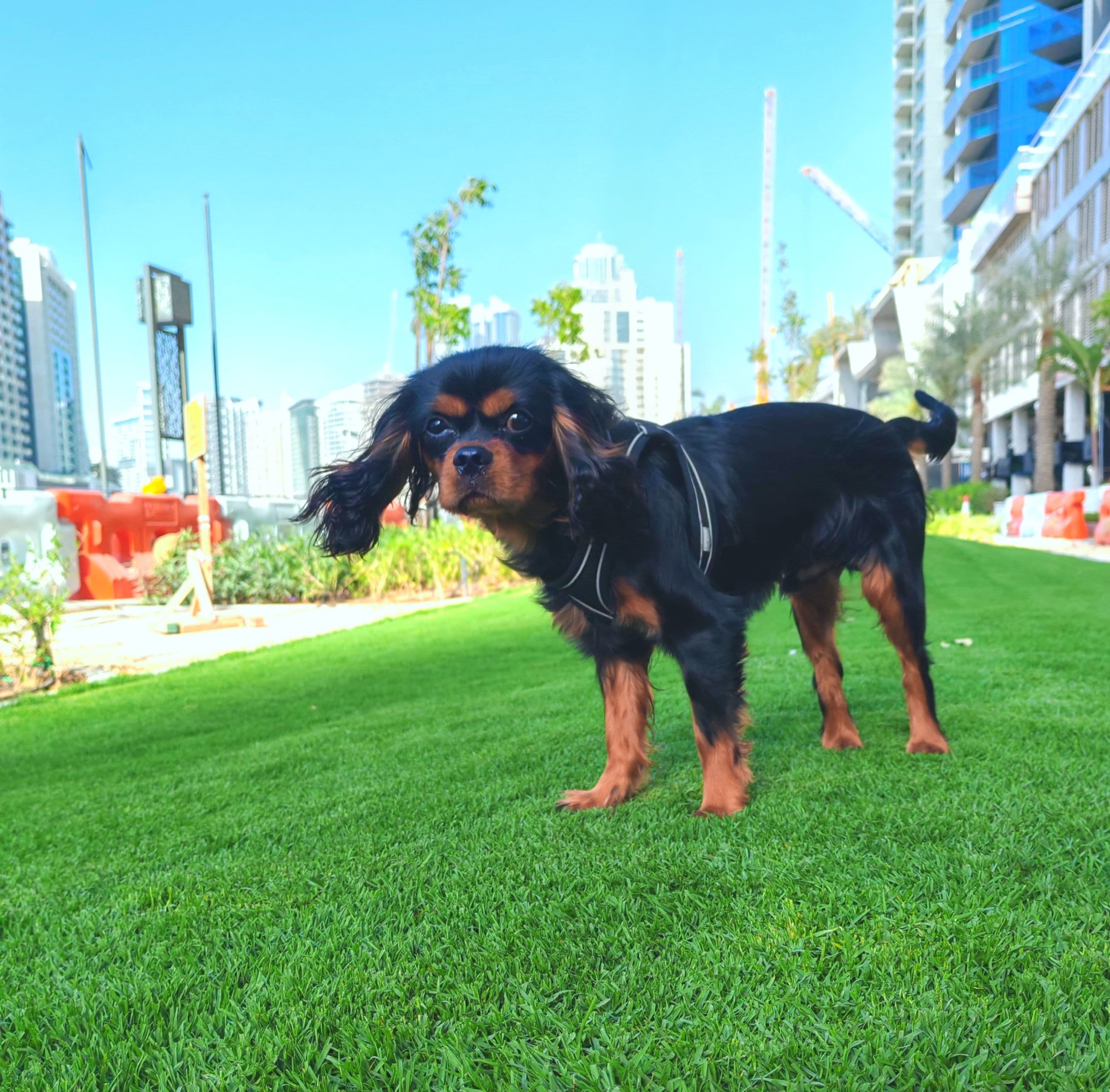 Cavalier King Charles Spaniel