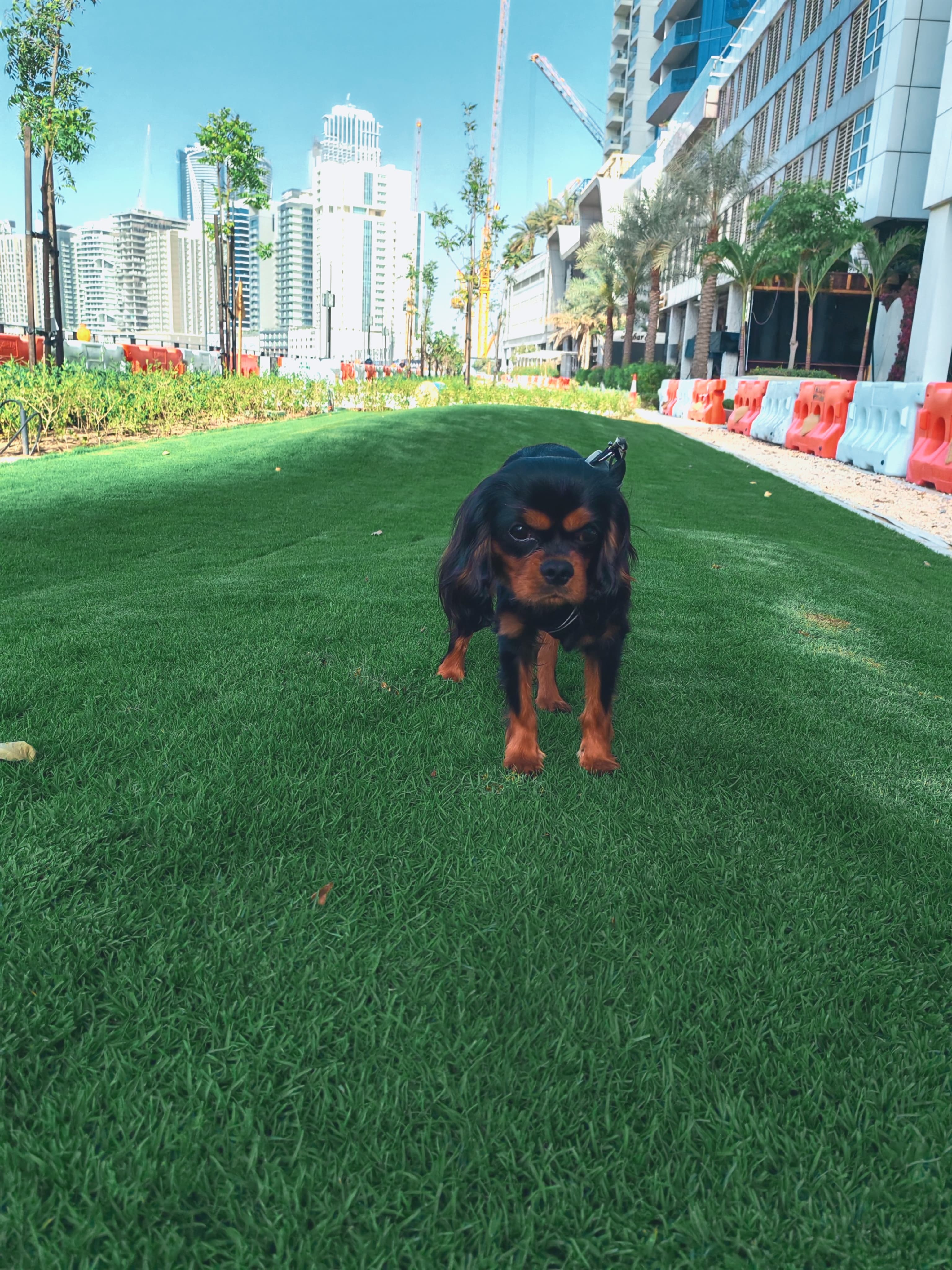 Cavalier King Charles Spaniel - Image 2