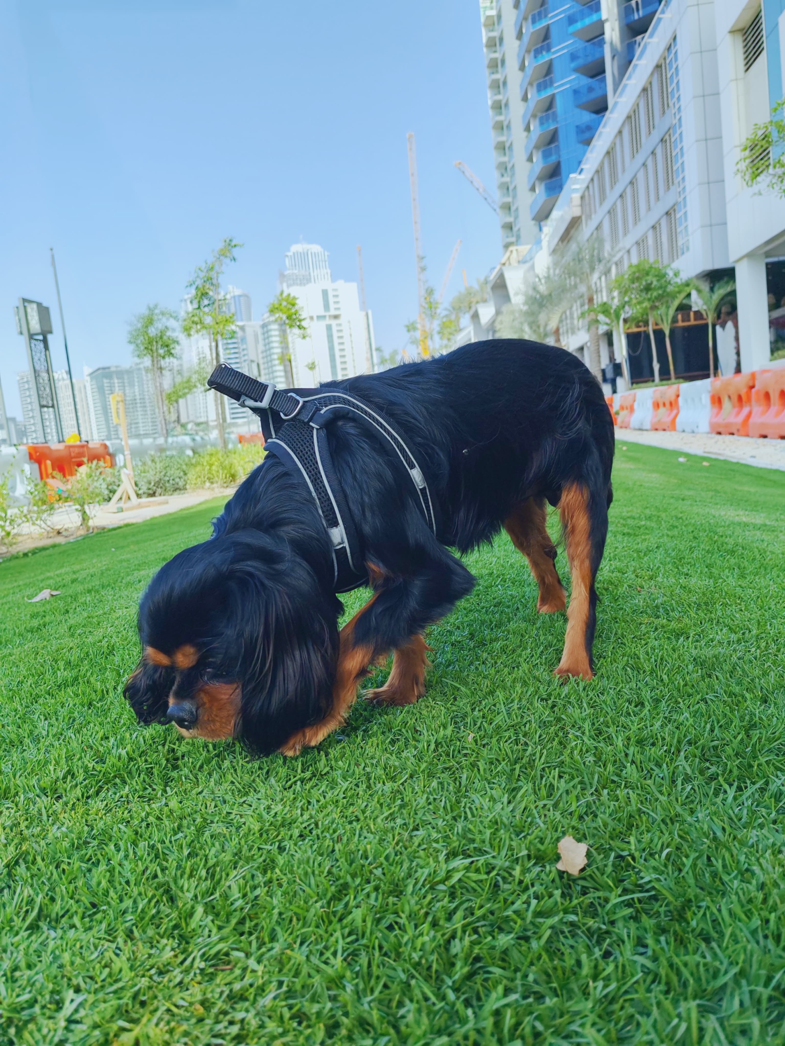 Cavalier King Charles Spaniel - Image 3