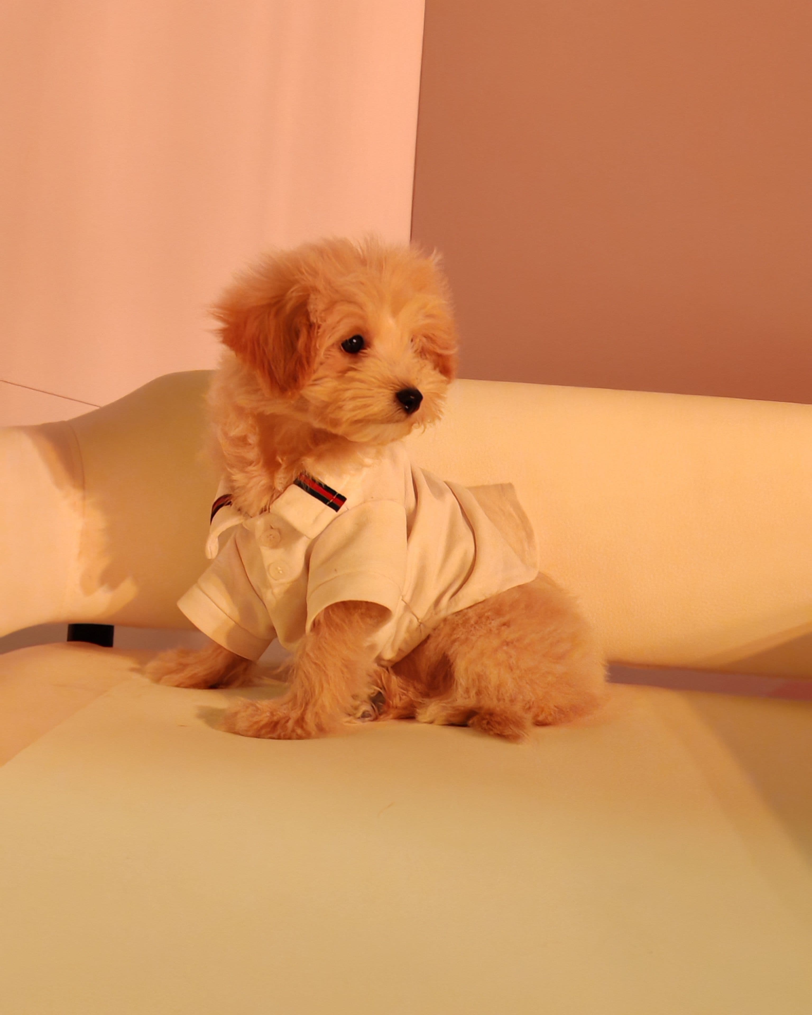 Maltipoo