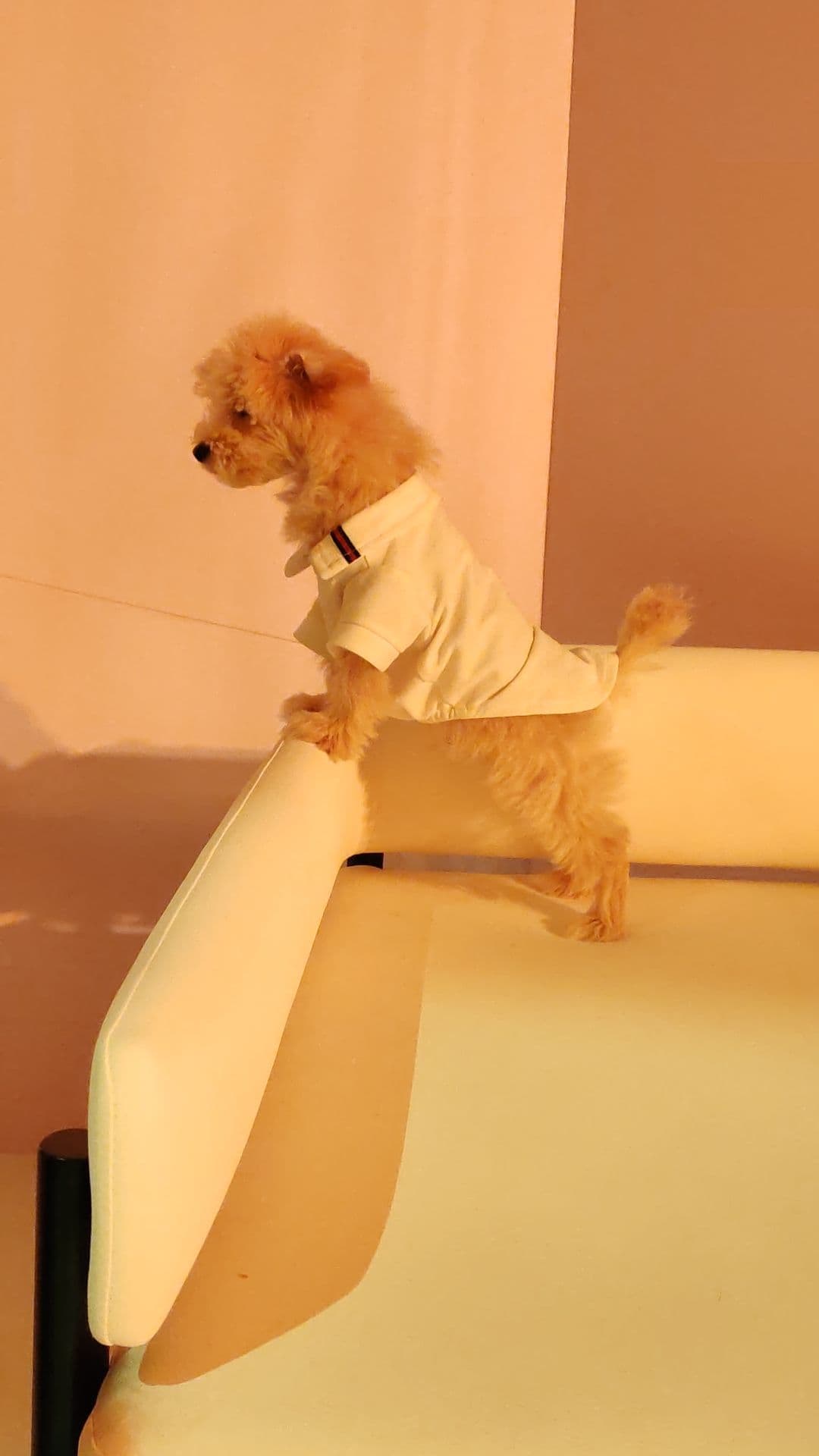 Maltipoo - Image 5