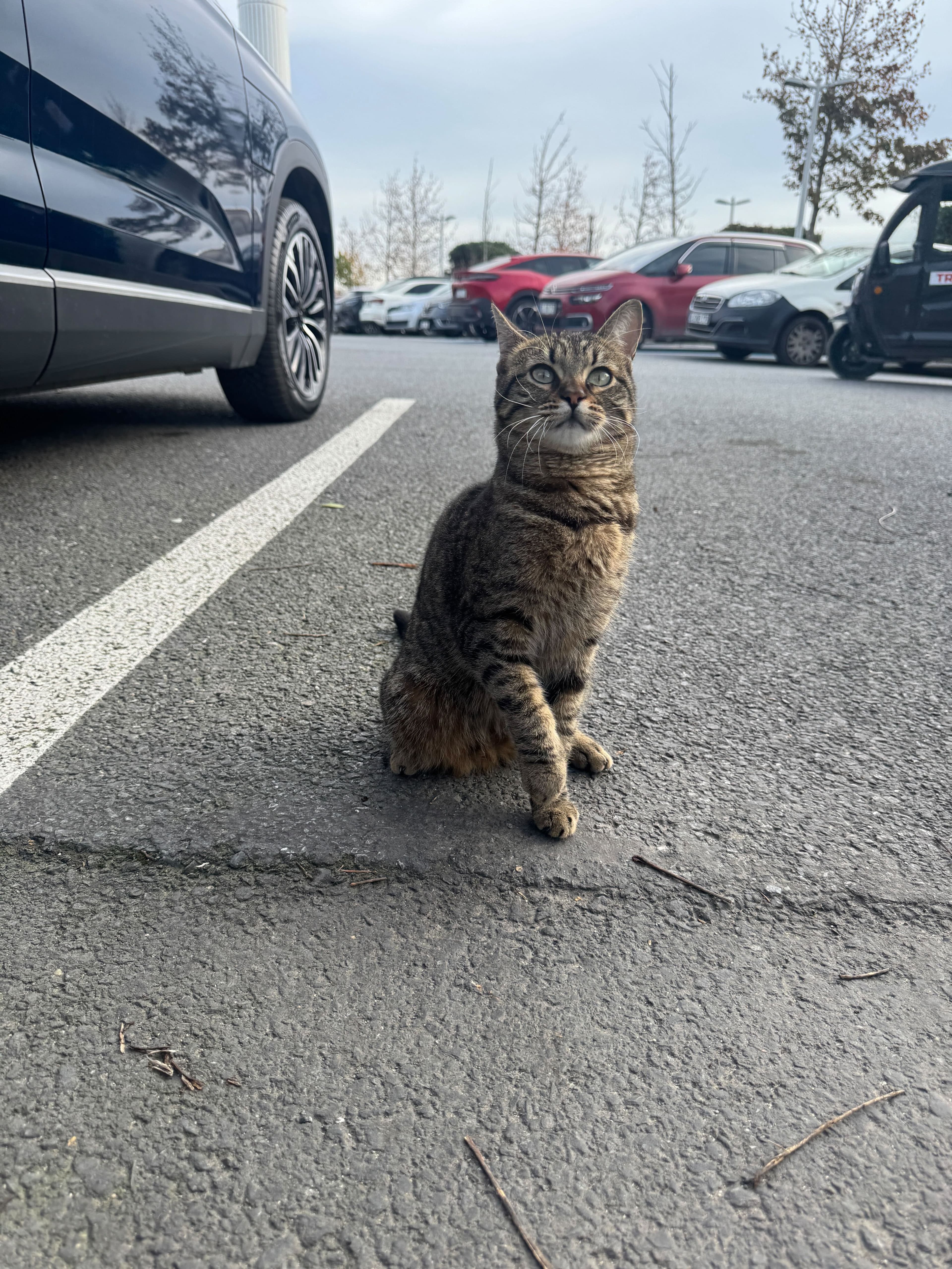 From Kittens to Kennels: How Tom & Jerry Pet Shop Builds Ethical Breeding Partnerships