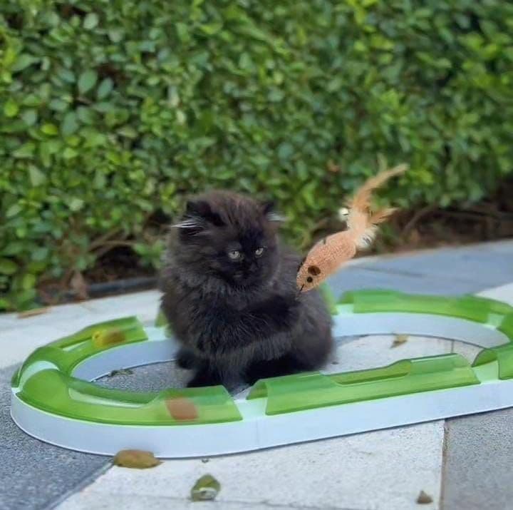 Persian kitten Dubai | Persian kittens Dubai | Persian kitten for sale Dubai | Persian kittens for sale Dubai | Buy Persian kitten in Dubai | Persian kitten Dubai price | Persian kittens UAE | Persian kittens for sale UAE | Persian kitten Dubai pet shop | Purebred Persian kittens Dubai | Fluffy Persian kitten Dubai | Longhair Persian kitten Dubai | White Persian kitten Dubai | Cream Persian kittens Dubai | Healthy Persian kittens Dubai | Premium Persian kittens Dubai | Persian kittens Business Bay Dubai | Best Persian kitten shop in Dubai | Persian kittens Tom and Jerry Pet Shop Dubai | Buy Persian kittens from Tom and Jerry Pet Shop Dubai | Persian kitten for sale near me Dubai | Persian kittens near me UAE | Affordable Persian kittens Dubai | Vaccinated Persian kitten Dubai | Persian kitten available in Dubai | Exotic Persian kittens Dubai | Baby Persian kitten Dubai - Image 2