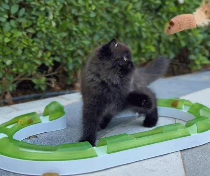 Persian kitten Dubai | Persian kittens Dubai | Persian kitten for sale Dubai | Persian kittens for sale Dubai | Buy Persian kitten in Dubai | Persian kitten Dubai price | Persian kittens UAE | Persian kittens for sale UAE | Persian kitten Dubai pet shop | Purebred Persian kittens Dubai | Fluffy Persian kitten Dubai | Longhair Persian kitten Dubai | White Persian kitten Dubai | Cream Persian kittens Dubai | Healthy Persian kittens Dubai | Premium Persian kittens Dubai | Persian kittens Business Bay Dubai | Best Persian kitten shop in Dubai | Persian kittens Tom and Jerry Pet Shop Dubai | Buy Persian kittens from Tom and Jerry Pet Shop Dubai | Persian kitten for sale near me Dubai | Persian kittens near me UAE | Affordable Persian kittens Dubai | Vaccinated Persian kitten Dubai | Persian kitten available in Dubai | Exotic Persian kittens Dubai | Baby Persian kitten Dubai - Image 3