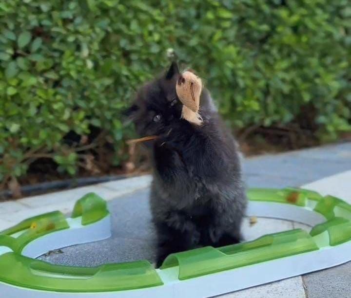 Persian kitten Dubai | Persian kittens Dubai | Persian kitten for sale Dubai | Persian kittens for sale Dubai | Buy Persian kitten in Dubai | Persian kitten Dubai price | Persian kittens UAE | Persian kittens for sale UAE | Persian kitten Dubai pet shop | Purebred Persian kittens Dubai | Fluffy Persian kitten Dubai | Longhair Persian kitten Dubai | White Persian kitten Dubai | Cream Persian kittens Dubai | Healthy Persian kittens Dubai | Premium Persian kittens Dubai | Persian kittens Business Bay Dubai | Best Persian kitten shop in Dubai | Persian kittens Tom and Jerry Pet Shop Dubai | Buy Persian kittens from Tom and Jerry Pet Shop Dubai | Persian kitten for sale near me Dubai | Persian kittens near me UAE | Affordable Persian kittens Dubai | Vaccinated Persian kitten Dubai | Persian kitten available in Dubai | Exotic Persian kittens Dubai | Baby Persian kitten Dubai - Image 4