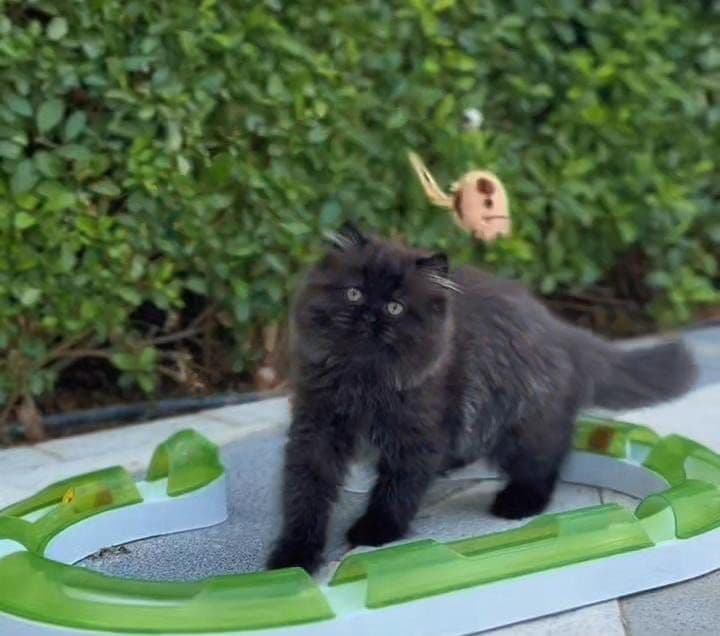 Persian kitten Dubai | Persian kittens Dubai | Persian kitten for sale Dubai | Persian kittens for sale Dubai | Buy Persian kitten in Dubai | Persian kitten Dubai price | Persian kittens UAE | Persian kittens for sale UAE | Persian kitten Dubai pet shop | Purebred Persian kittens Dubai | Fluffy Persian kitten Dubai | Longhair Persian kitten Dubai | White Persian kitten Dubai | Cream Persian kittens Dubai | Healthy Persian kittens Dubai | Premium Persian kittens Dubai | Persian kittens Business Bay Dubai | Best Persian kitten shop in Dubai | Persian kittens Tom and Jerry Pet Shop Dubai | Buy Persian kittens from Tom and Jerry Pet Shop Dubai | Persian kitten for sale near me Dubai | Persian kittens near me UAE | Affordable Persian kittens Dubai | Vaccinated Persian kitten Dubai | Persian kitten available in Dubai | Exotic Persian kittens Dubai | Baby Persian kitten Dubai