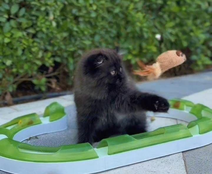 Persian kitten Dubai | Persian kittens Dubai | Persian kitten for sale Dubai | Persian kittens for sale Dubai | Buy Persian kitten in Dubai | Persian kitten Dubai price | Persian kittens UAE | Persian kittens for sale UAE | Persian kitten Dubai pet shop | Purebred Persian kittens Dubai | Fluffy Persian kitten Dubai | Longhair Persian kitten Dubai | White Persian kitten Dubai | Cream Persian kittens Dubai | Healthy Persian kittens Dubai | Premium Persian kittens Dubai | Persian kittens Business Bay Dubai | Best Persian kitten shop in Dubai | Persian kittens Tom and Jerry Pet Shop Dubai | Buy Persian kittens from Tom and Jerry Pet Shop Dubai | Persian kitten for sale near me Dubai | Persian kittens near me UAE | Affordable Persian kittens Dubai | Vaccinated Persian kitten Dubai | Persian kitten available in Dubai | Exotic Persian kittens Dubai | Baby Persian kitten Dubai - Image 1