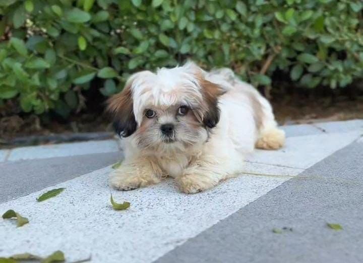 Shih Tzu puppies Dubai | Shih Tzu puppies for sale Dubai | Shih Tzu breeders in Dubai | Buy Shih Tzu in Dubai | Shih Tzu Dubai price | Shih Tzu puppy Dubai pet shop | Shih Tzu puppies UAE | Shih Tzu for sale UAE | Shih Tzu Dubai for adoption | Best Shih Tzu shop in Dubai | Dubai Shih Tzu puppies available | Shih Tzu puppies Business Bay Dubai | Premium Shih Tzu puppies Dubai | Healthy Shih Tzu puppies Dubai | Dubai Shih Tzu puppy store | Shih Tzu puppies Tom and Jerry Pet Shop Dubai | Shih Tzu puppies Tom and Jerry Pet Shop | Buy Shih Tzu from Tom and Jerry Pet Shop Dubai | Shih Tzu puppies for sale near me Dubai | Shih Tzu puppy near me UAE | Shih Tzu near me Dubai | Purebred Shih Tzu puppies Dubai | Champion bloodline Shih Tzu puppies Dubai | Vaccinated Shih Tzu puppies Dubai | Affordable Shih Tzu puppies Dubai | White Shih Tzu puppies Dubai | Brown Shih Tzu puppies Dubai | Teacup Shih Tzu puppies Dubai | Mini Shih Tzu puppies Dubai - Image 3