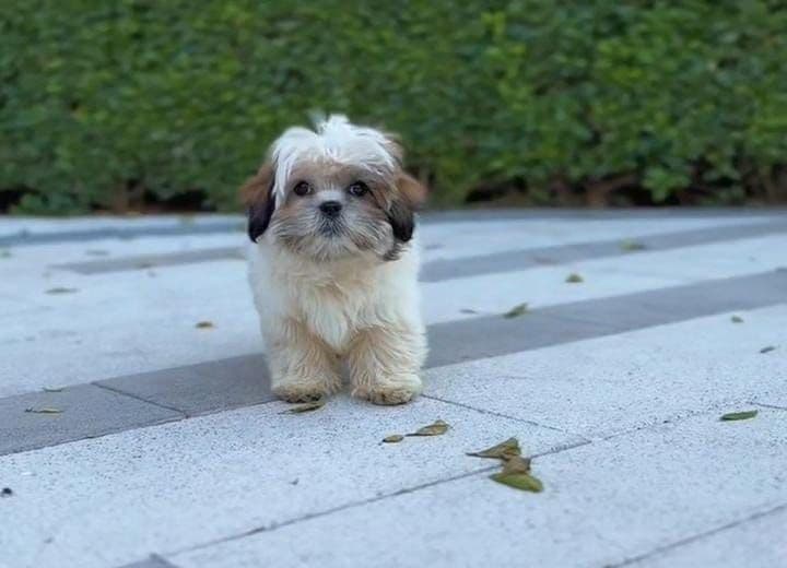 Shih Tzu puppies Dubai | Shih Tzu puppies for sale Dubai | Shih Tzu breeders in Dubai | Buy Shih Tzu in Dubai | Shih Tzu Dubai price | Shih Tzu puppy Dubai pet shop | Shih Tzu puppies UAE | Shih Tzu for sale UAE | Shih Tzu Dubai for adoption | Best Shih Tzu shop in Dubai | Dubai Shih Tzu puppies available | Shih Tzu puppies Business Bay Dubai | Premium Shih Tzu puppies Dubai | Healthy Shih Tzu puppies Dubai | Dubai Shih Tzu puppy store | Shih Tzu puppies Tom and Jerry Pet Shop Dubai | Shih Tzu puppies Tom and Jerry Pet Shop | Buy Shih Tzu from Tom and Jerry Pet Shop Dubai | Shih Tzu puppies for sale near me Dubai | Shih Tzu puppy near me UAE | Shih Tzu near me Dubai | Purebred Shih Tzu puppies Dubai | Champion bloodline Shih Tzu puppies Dubai | Vaccinated Shih Tzu puppies Dubai | Affordable Shih Tzu puppies Dubai | White Shih Tzu puppies Dubai | Brown Shih Tzu puppies Dubai | Teacup Shih Tzu puppies Dubai | Mini Shih Tzu puppies Dubai