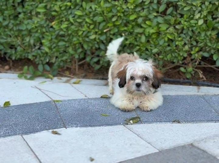 Shih Tzu puppies Dubai | Shih Tzu puppies for sale Dubai | Shih Tzu breeders in Dubai | Buy Shih Tzu in Dubai | Shih Tzu Dubai price | Shih Tzu puppy Dubai pet shop | Shih Tzu puppies UAE | Shih Tzu for sale UAE | Shih Tzu Dubai for adoption | Best Shih Tzu shop in Dubai | Dubai Shih Tzu puppies available | Shih Tzu puppies Business Bay Dubai | Premium Shih Tzu puppies Dubai | Healthy Shih Tzu puppies Dubai | Dubai Shih Tzu puppy store | Shih Tzu puppies Tom and Jerry Pet Shop Dubai | Shih Tzu puppies Tom and Jerry Pet Shop | Buy Shih Tzu from Tom and Jerry Pet Shop Dubai | Shih Tzu puppies for sale near me Dubai | Shih Tzu puppy near me UAE | Shih Tzu near me Dubai | Purebred Shih Tzu puppies Dubai | Champion bloodline Shih Tzu puppies Dubai | Vaccinated Shih Tzu puppies Dubai | Affordable Shih Tzu puppies Dubai | White Shih Tzu puppies Dubai | Brown Shih Tzu puppies Dubai | Teacup Shih Tzu puppies Dubai | Mini Shih Tzu puppies Dubai - Image 1