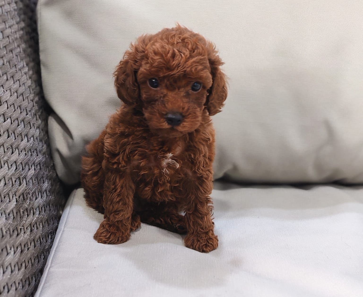 Toy poodle puppy for sale in dubai