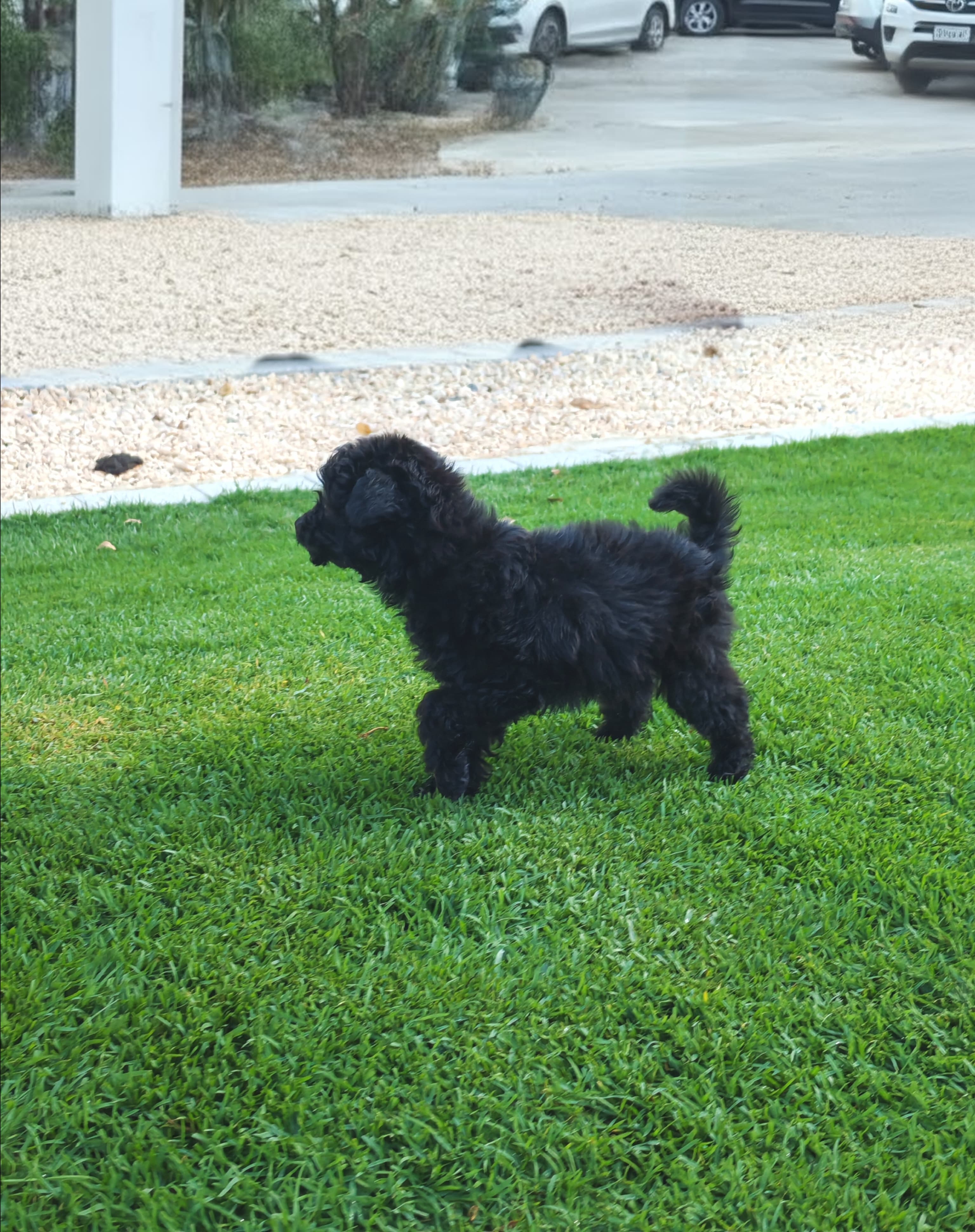 Yorkipoo - Image 1