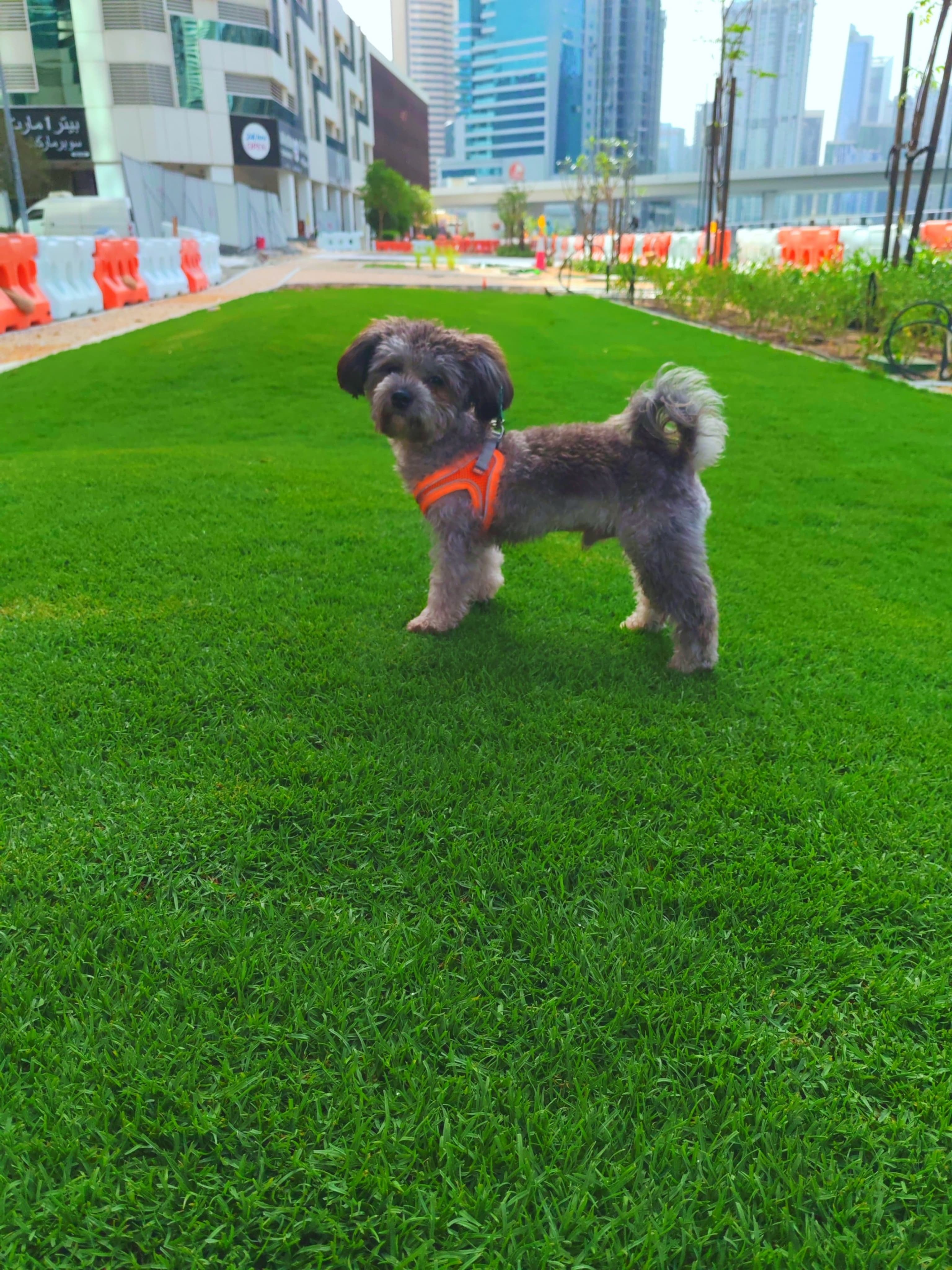 Gray Poodle - Image 4