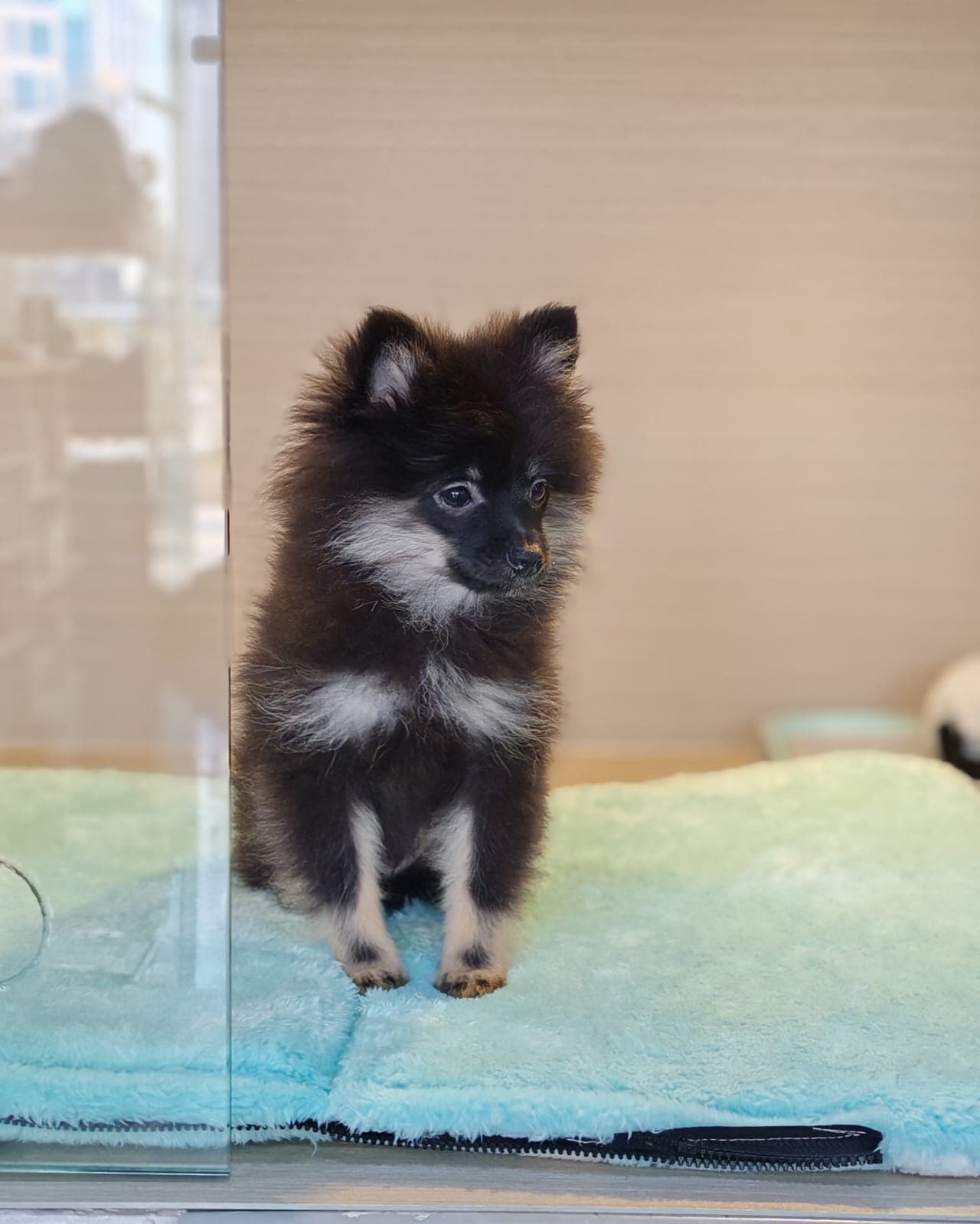 Pomeranian - Image 5