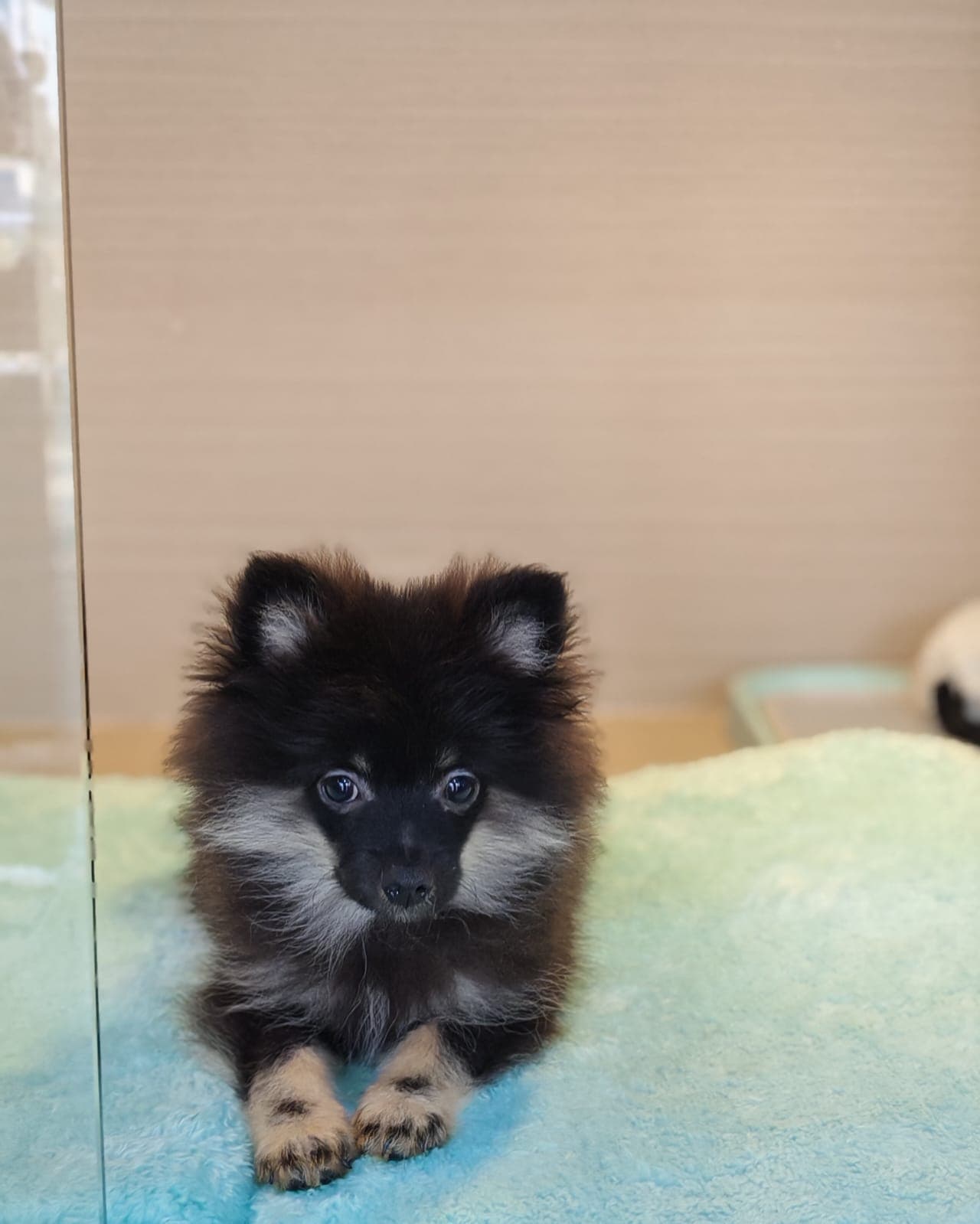 Pomeranian - Image 4