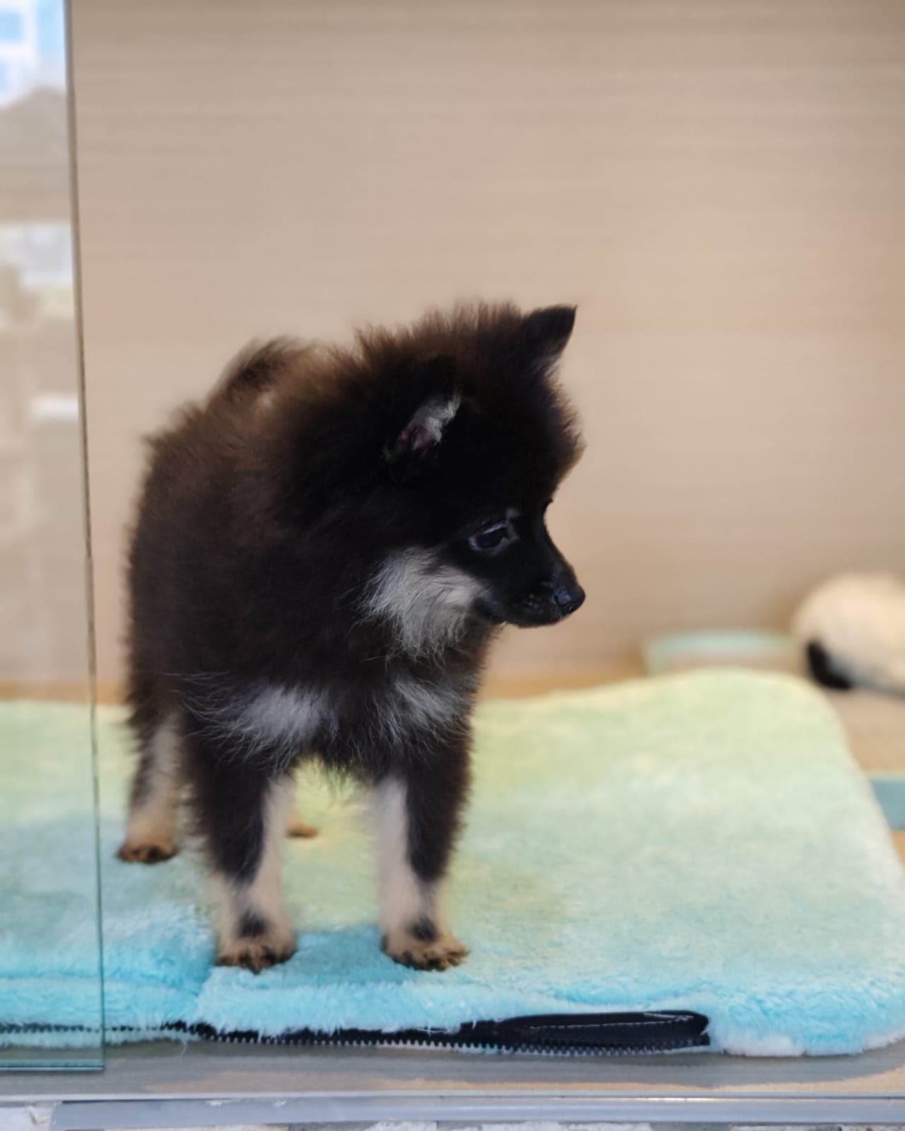 Pomeranian - Image 2